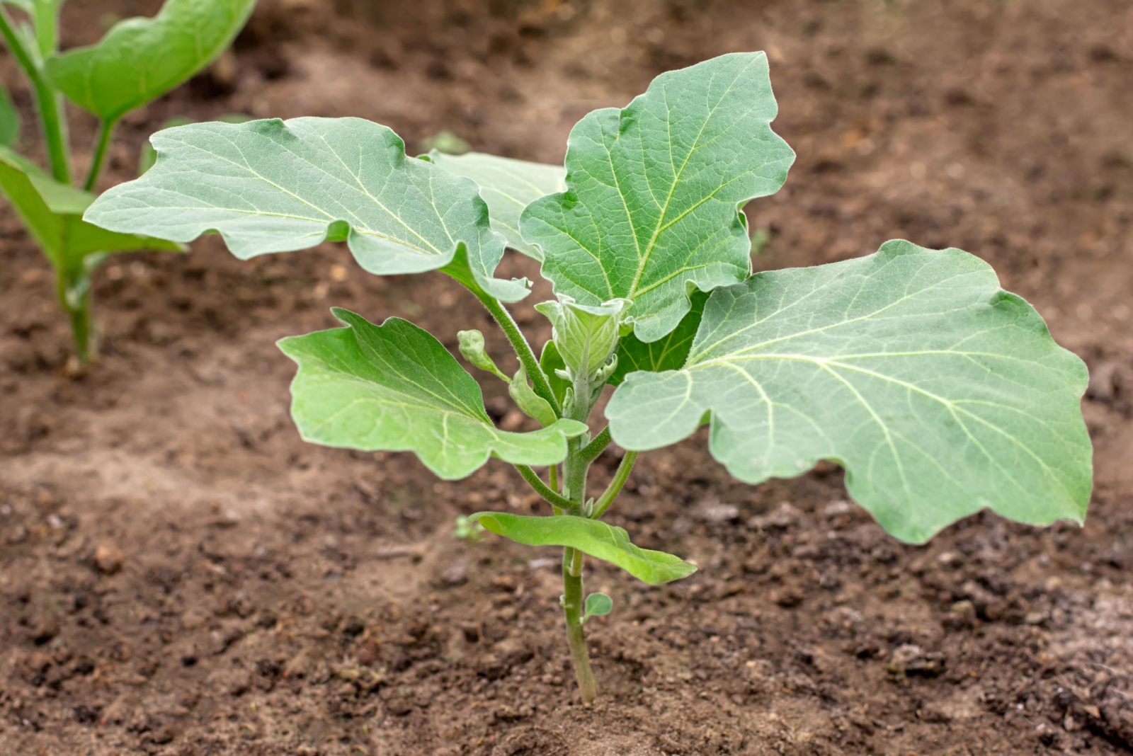 eggplant seedling