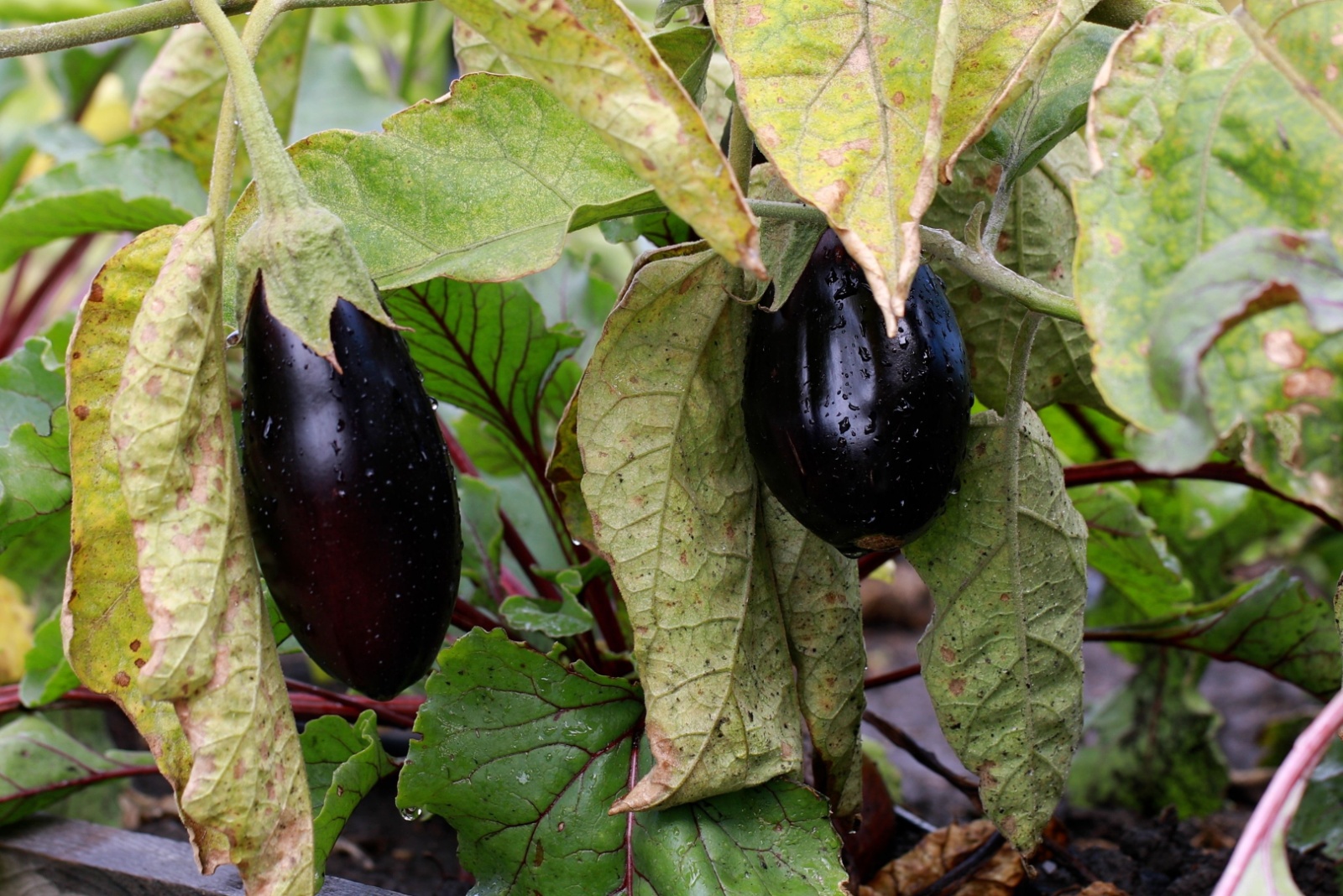 eggplant with spider mites