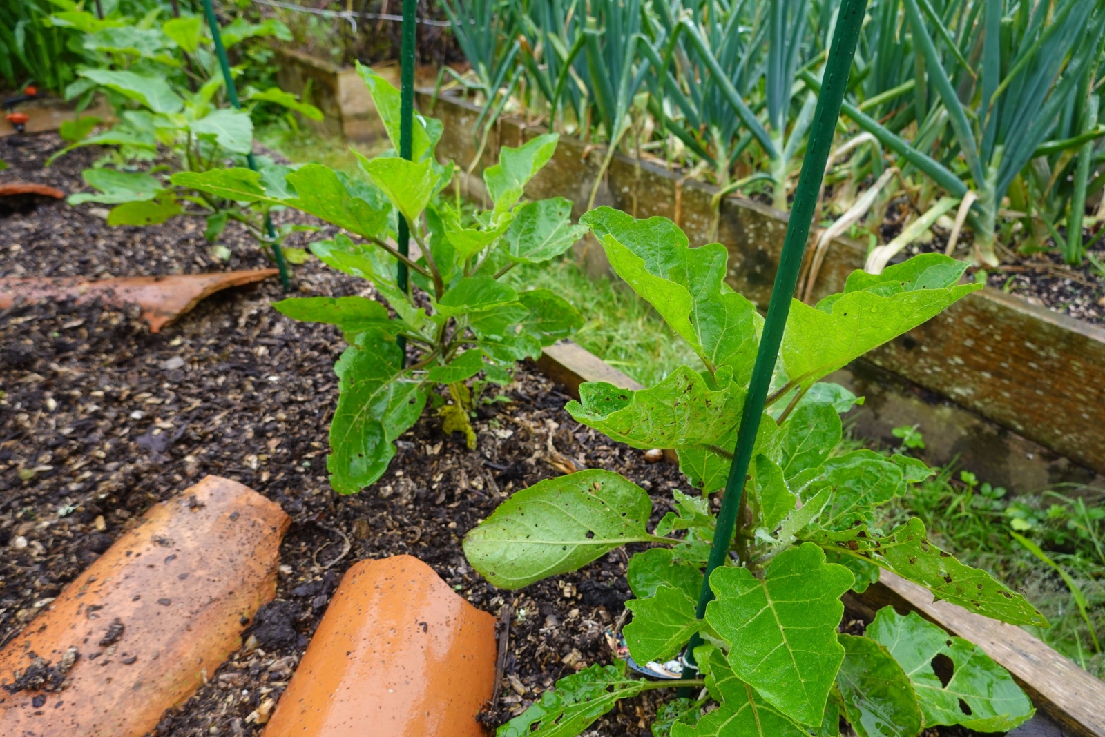 eggplant with stakes