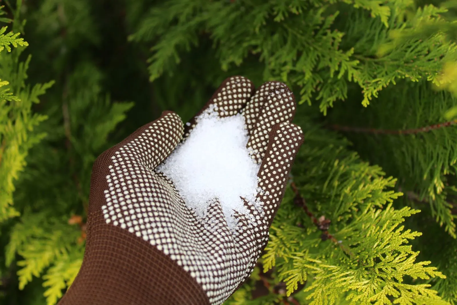 epsom salt in a hand with gloves