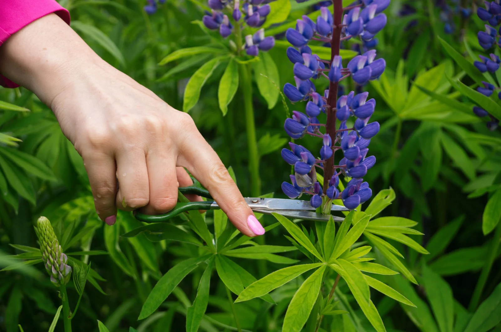female hand cutting lupines