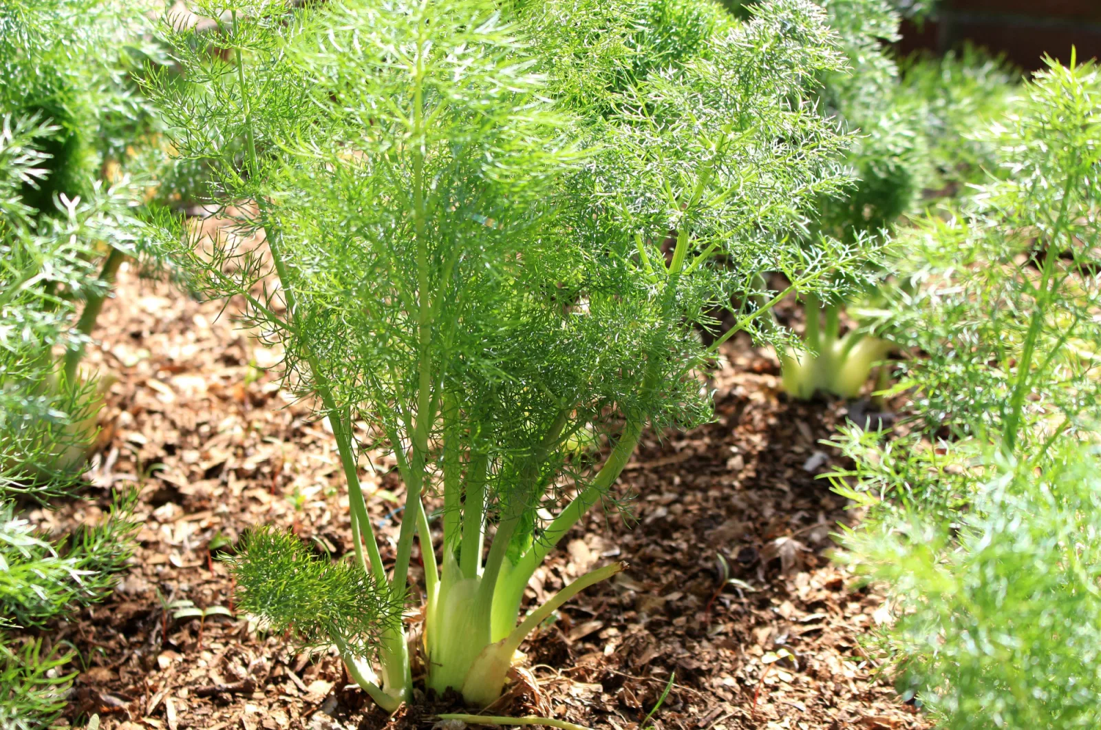 fennel in a garden