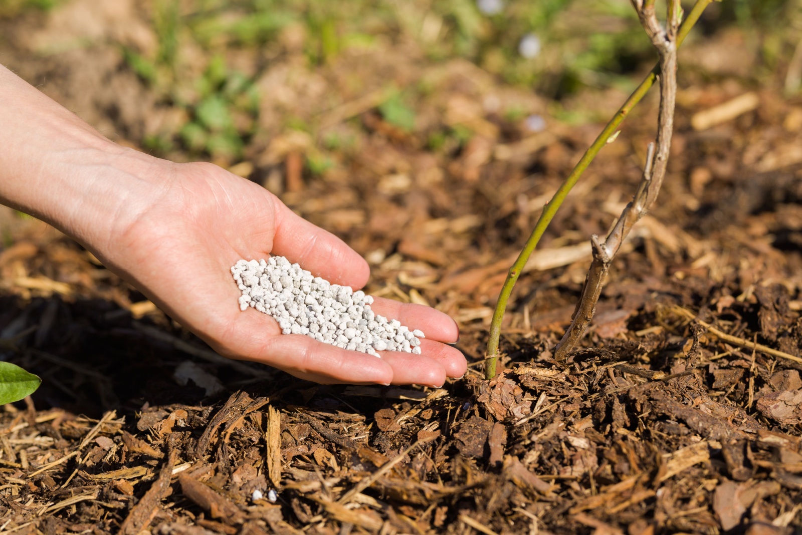 fertilizing bush