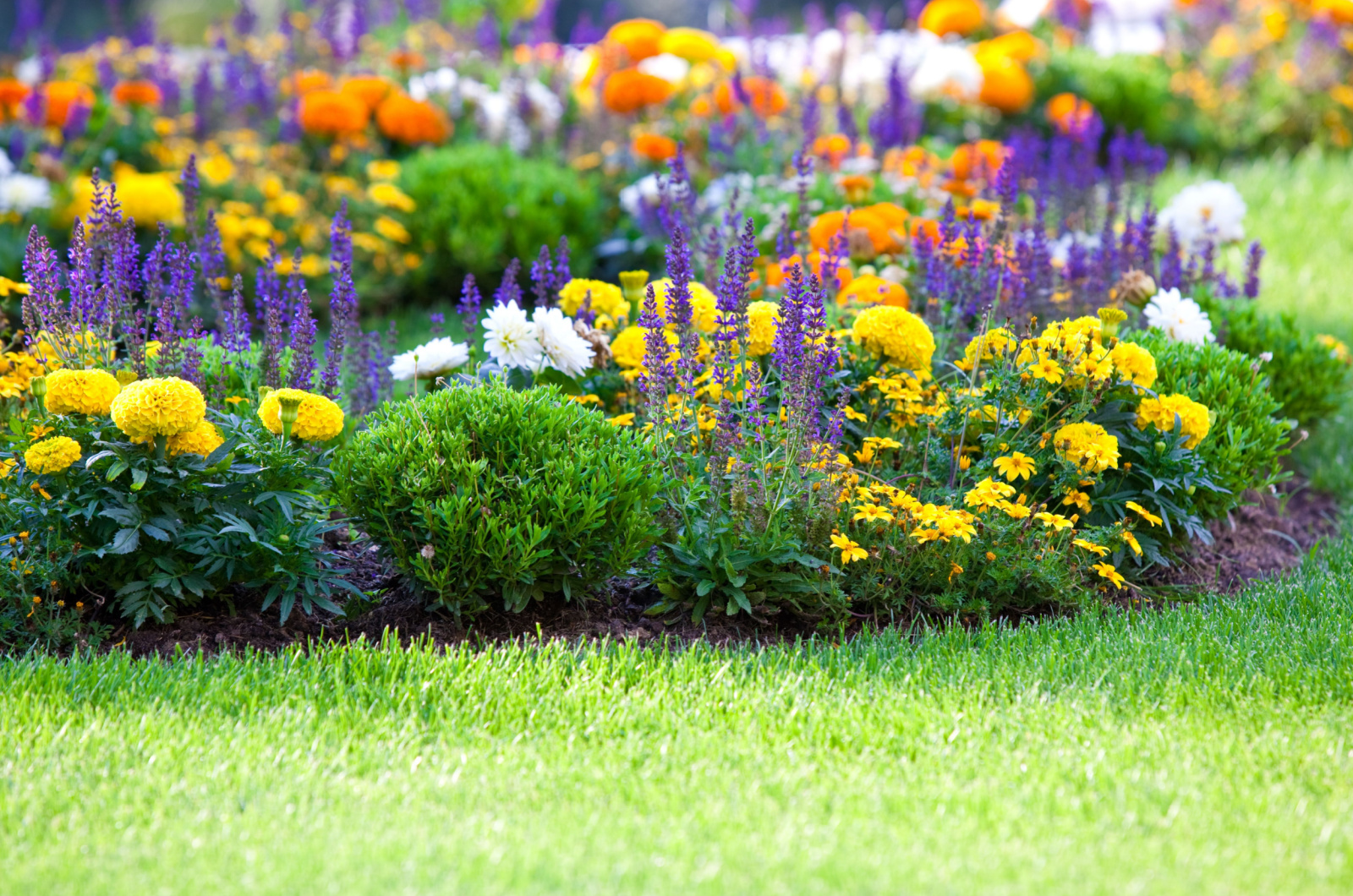 flower bed with different kind of flowers