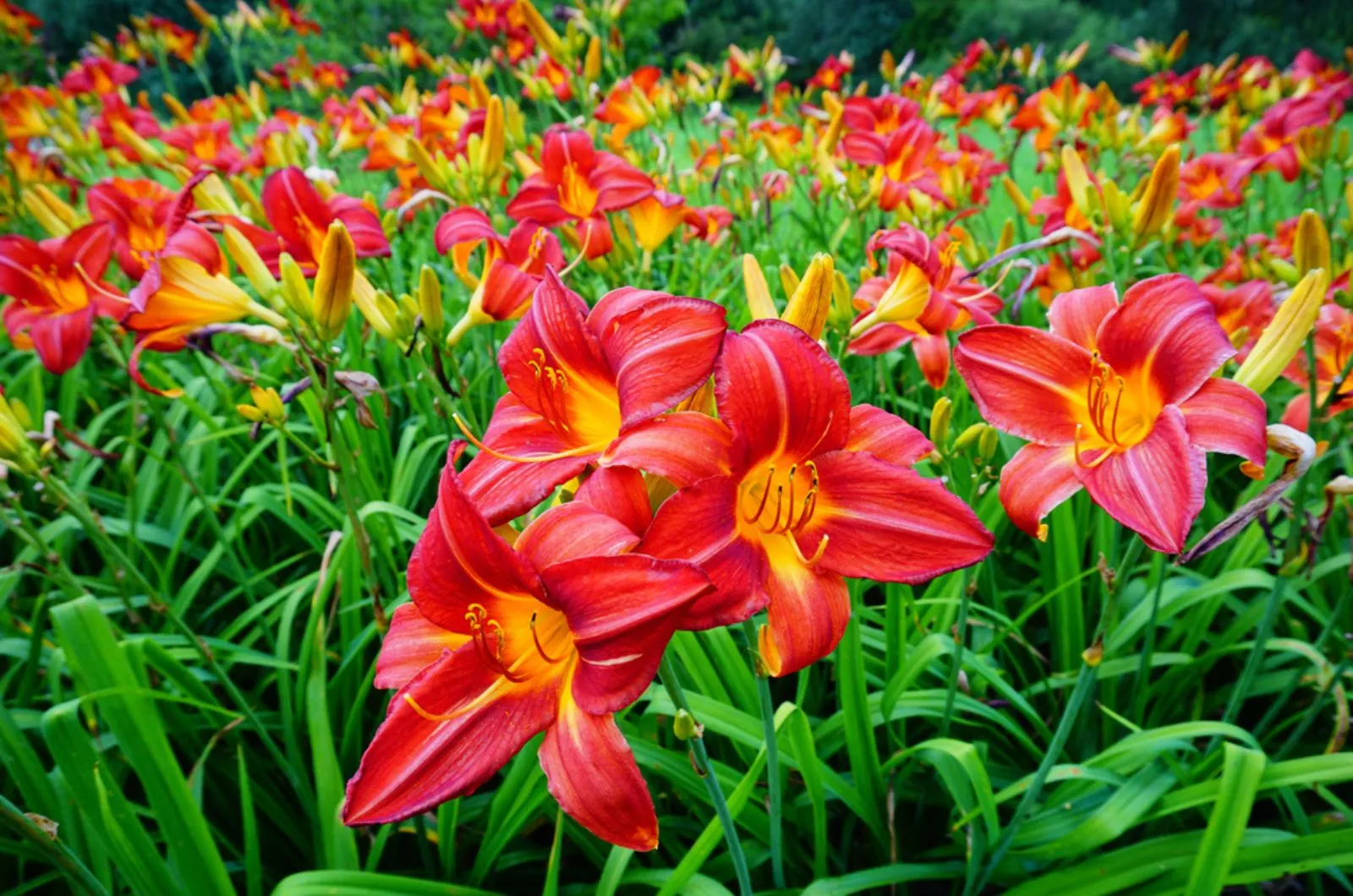 flowering day lilly plants