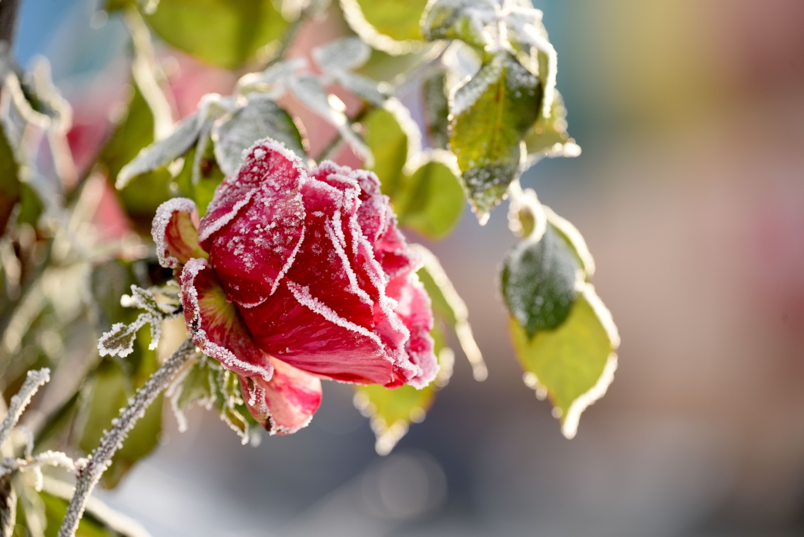 frost on a rose