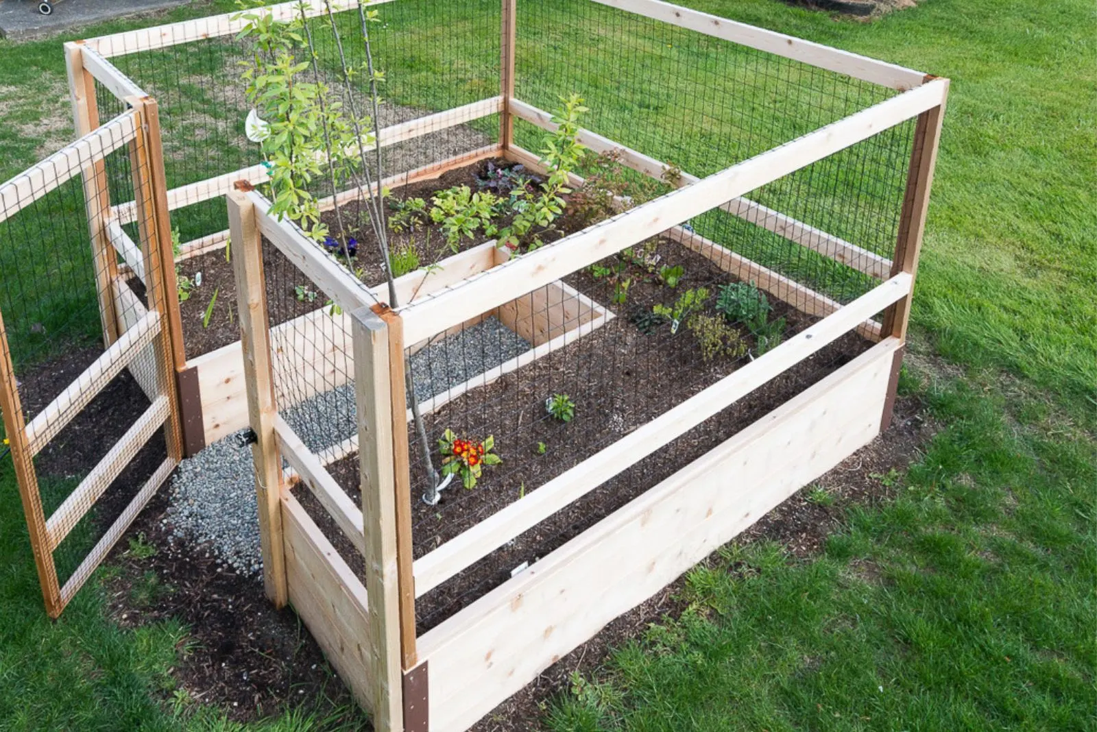 garden box with a deer fence
