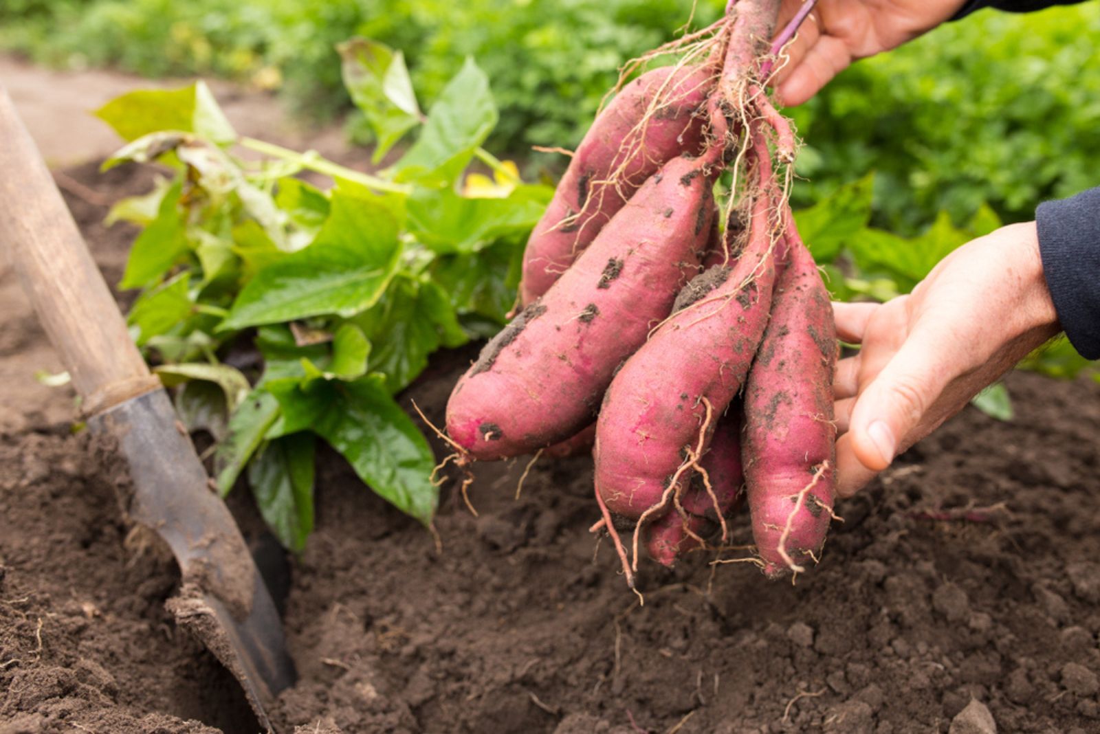 gardener harvesting sweet potatoes