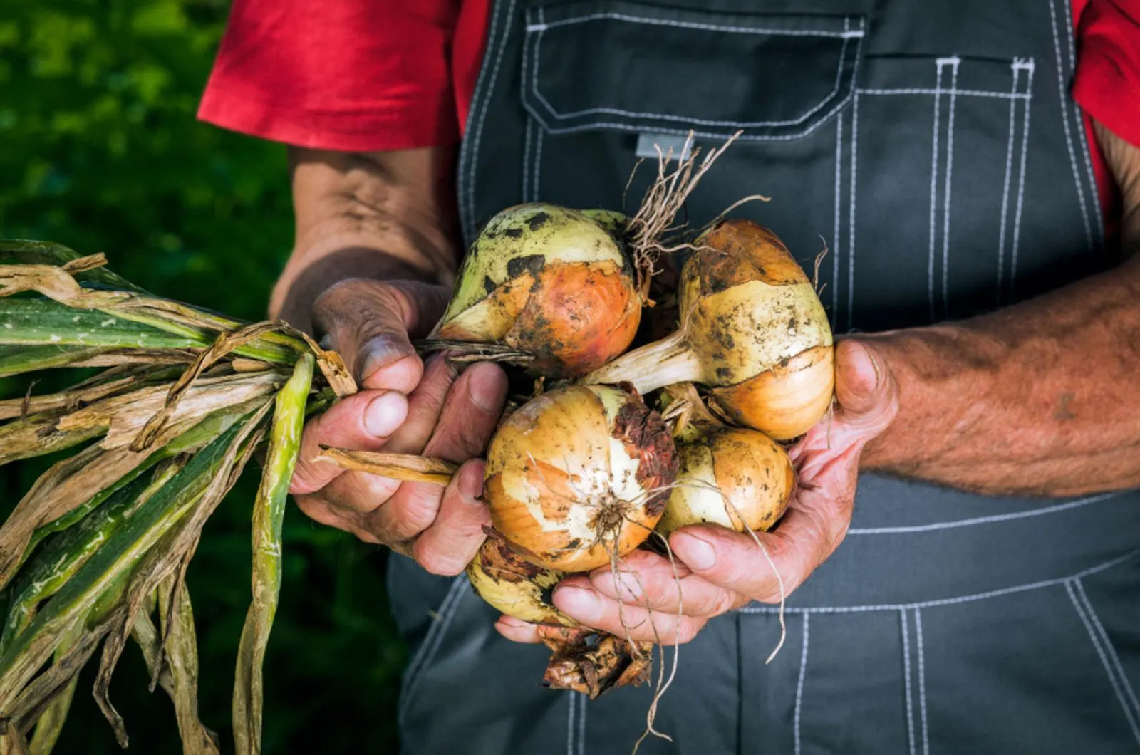 gardener holding onion in hands