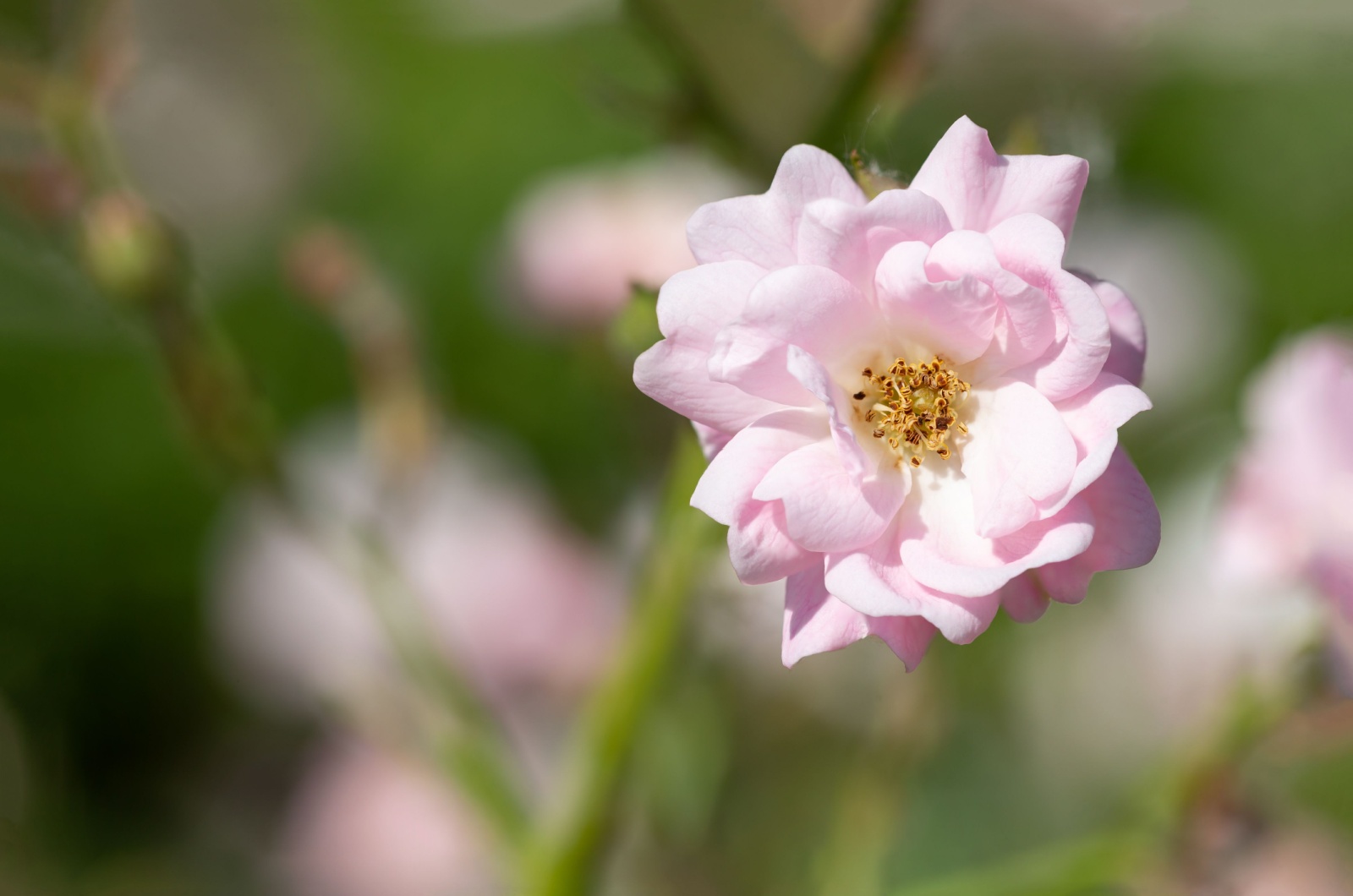 golden pearl rose