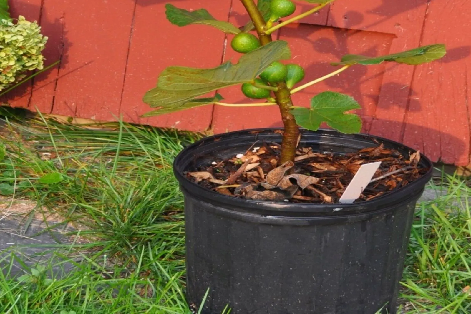 growing a fig in a black large pot