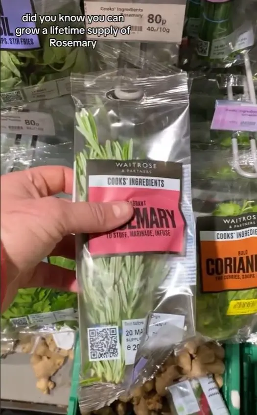hand holding a pack of rosemary herb