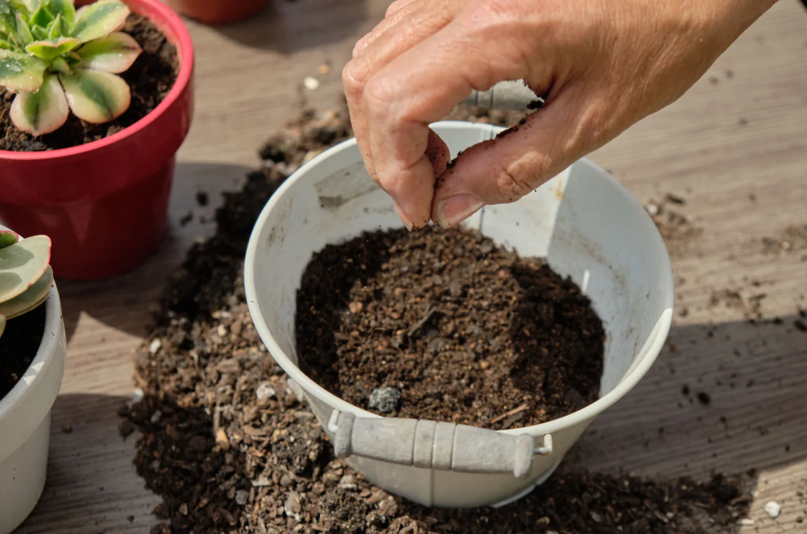 hand placing seed in a pot with soil