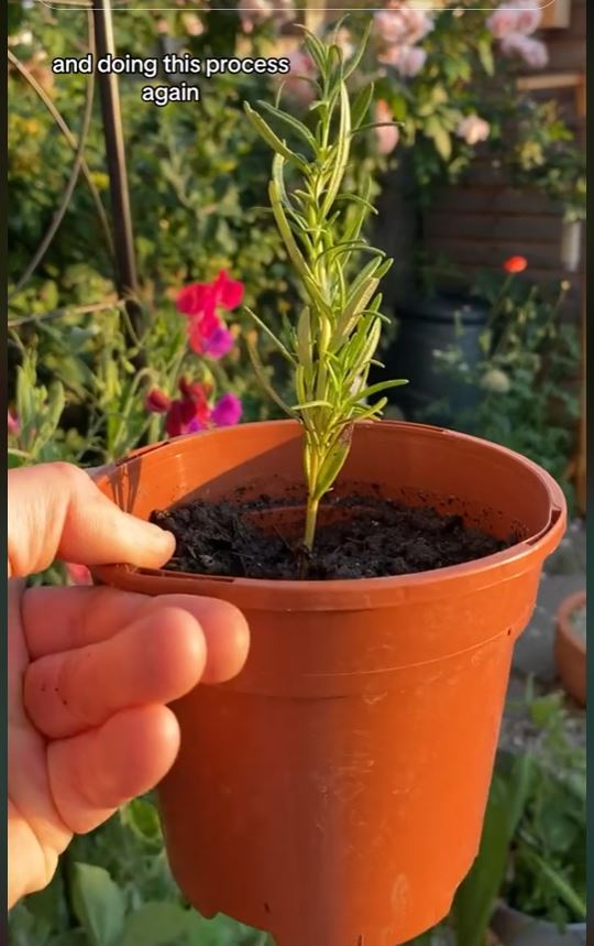herb planted in a pot