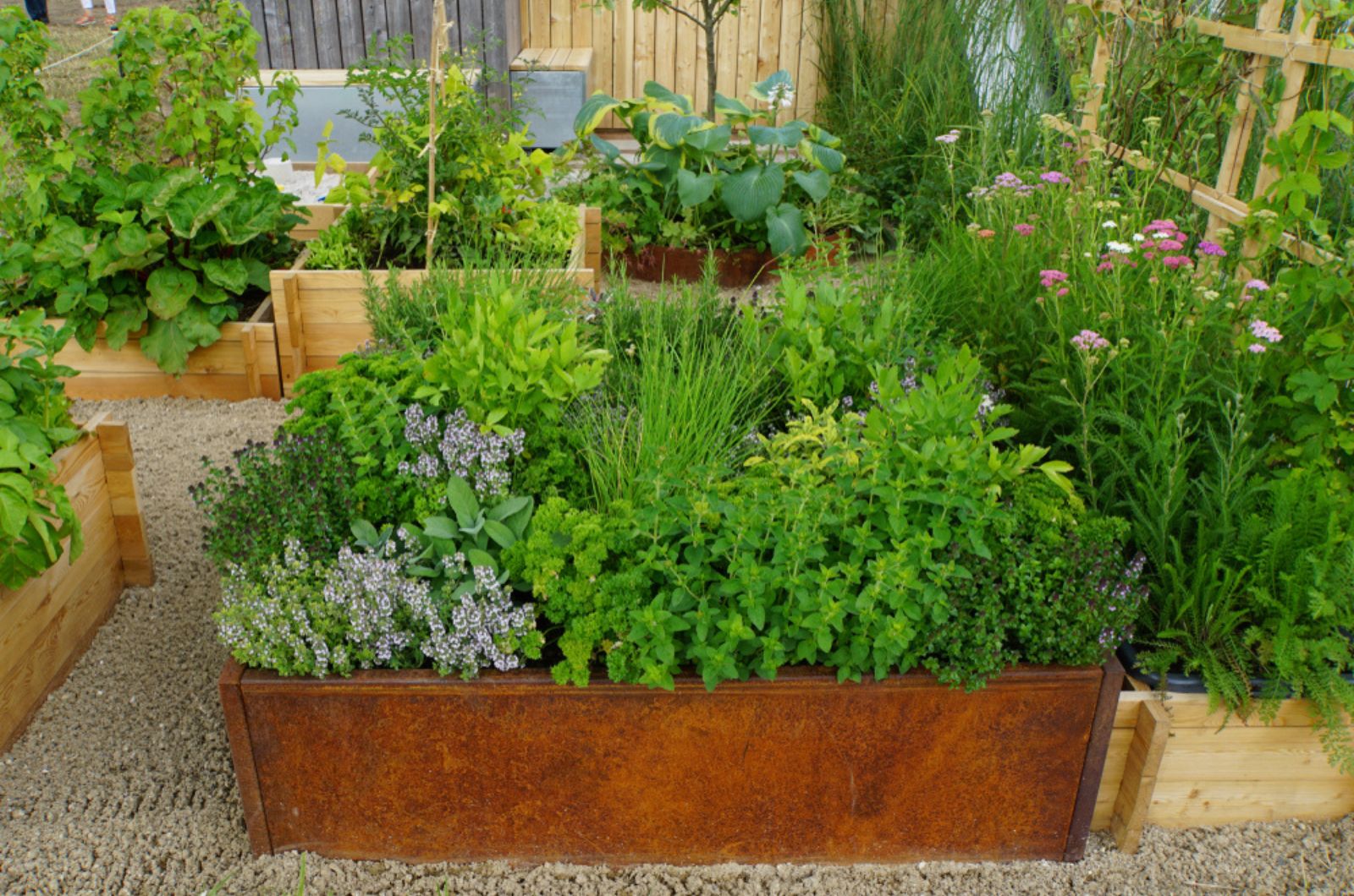 herbs in garden