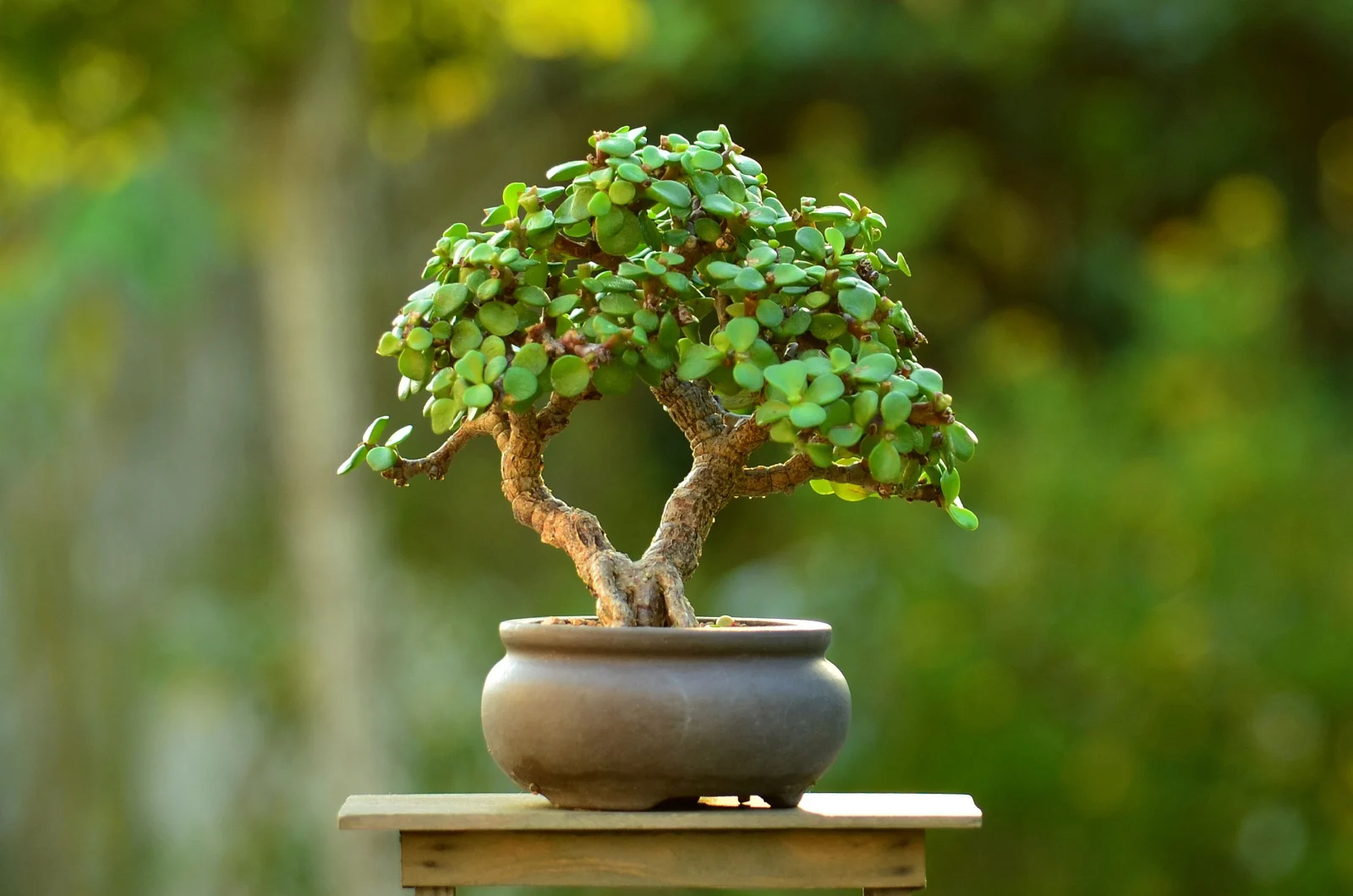 jade bonsai tree