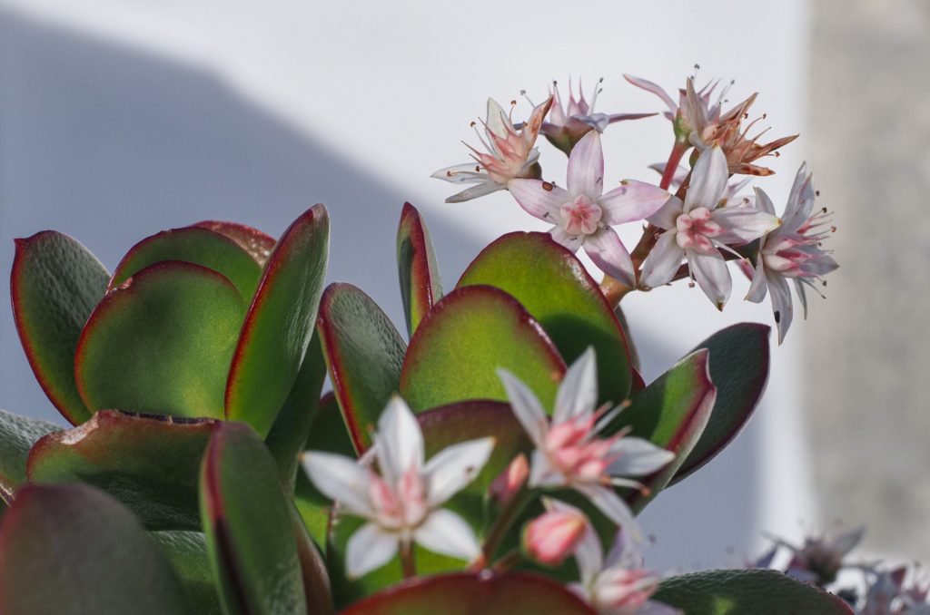 Jade Plant Care Tips Every Grower Should Know