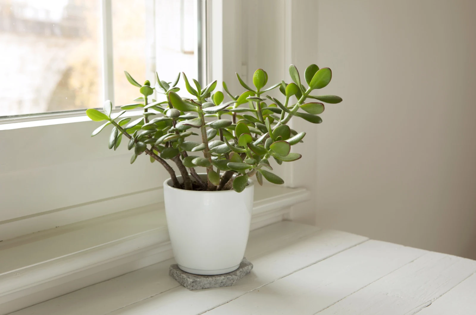 jade plant in a white pot indoors