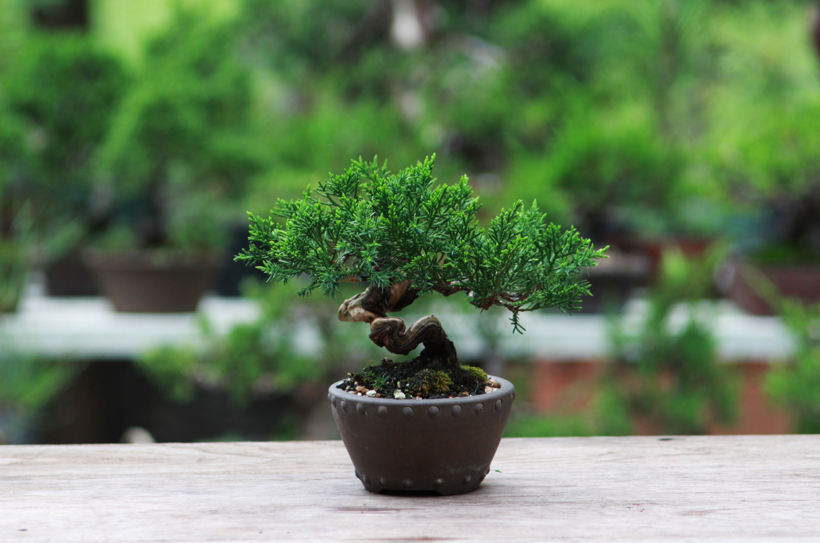 juniper bonsai tree in a black pot