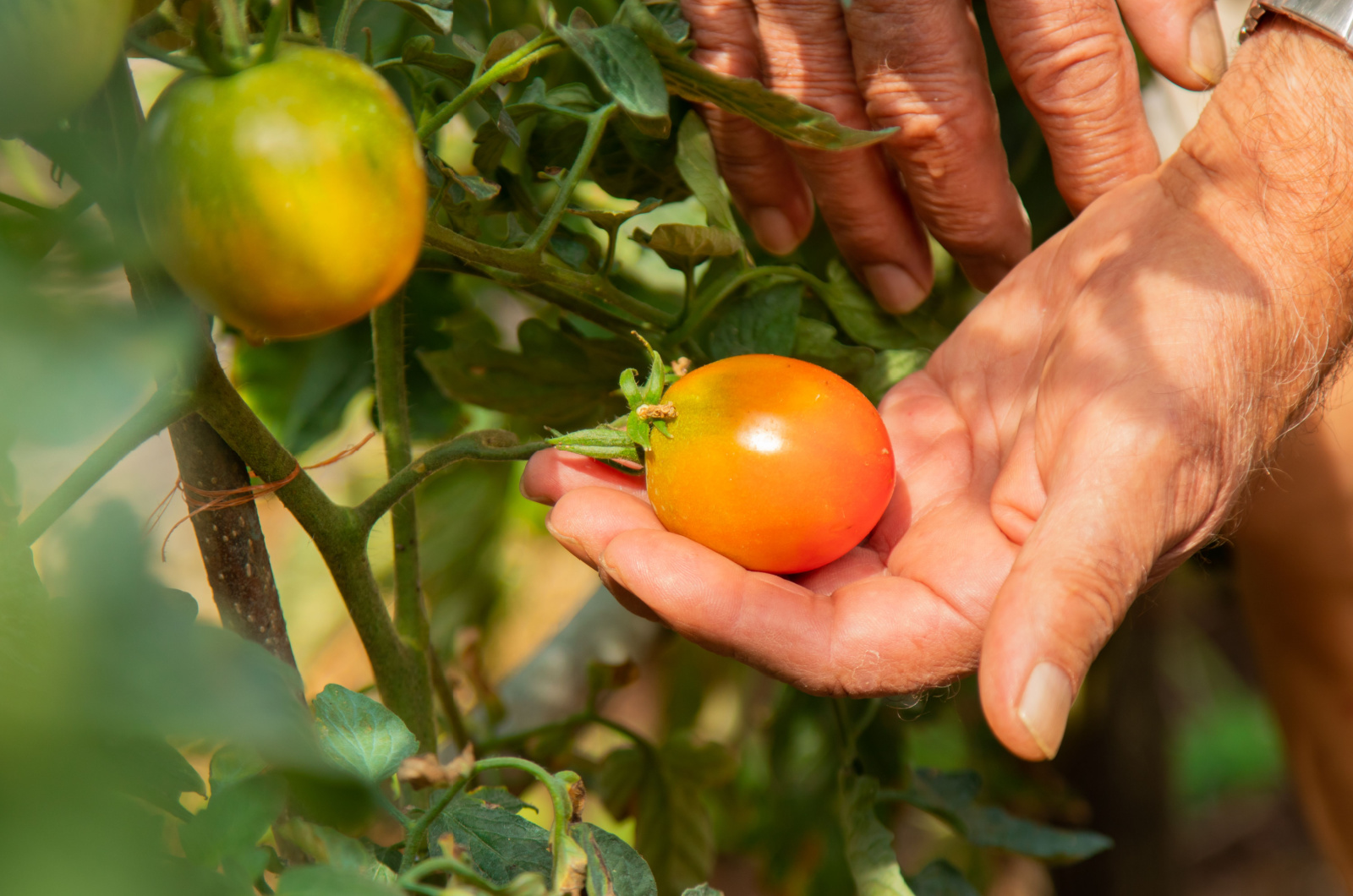 male hand holding unripe tomato