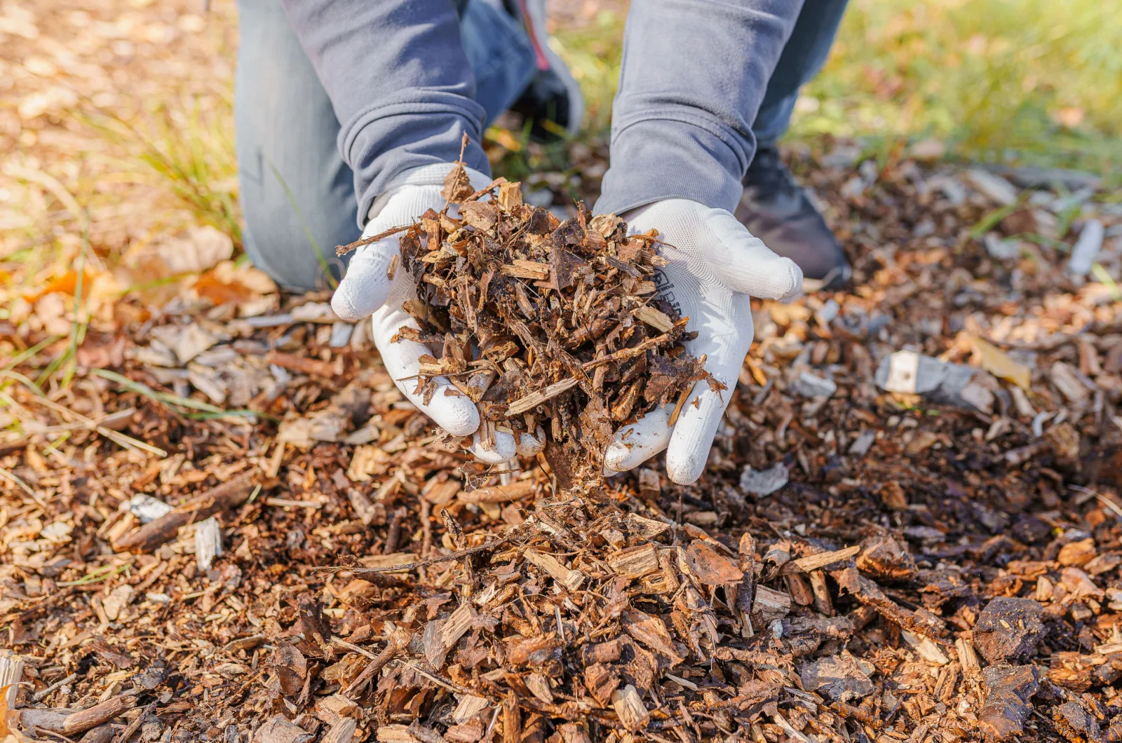 male hands holding wood chips mulching compost