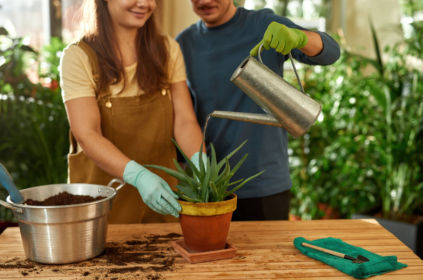 man and woman watering the aloe plant