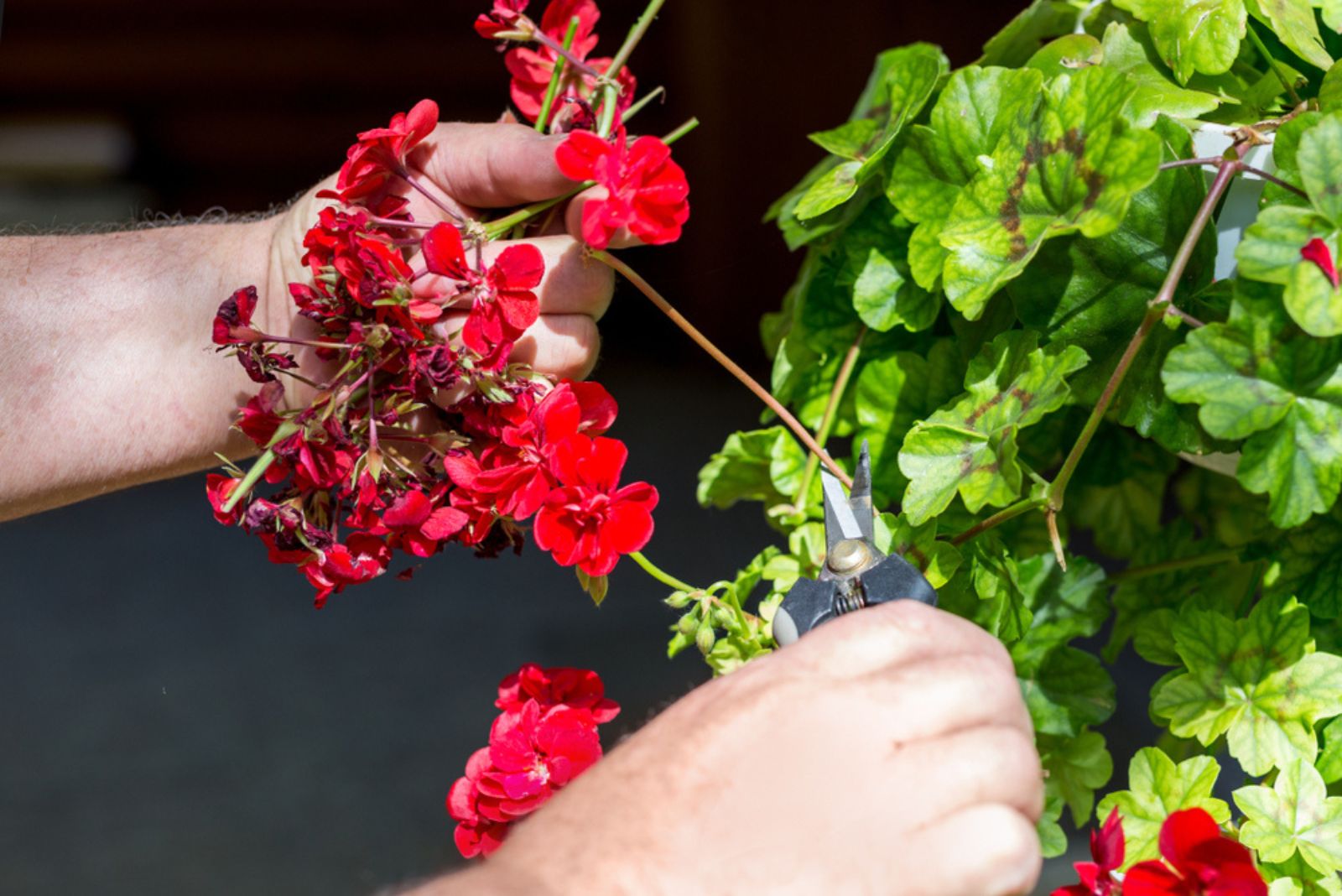 man pruning dry geranium