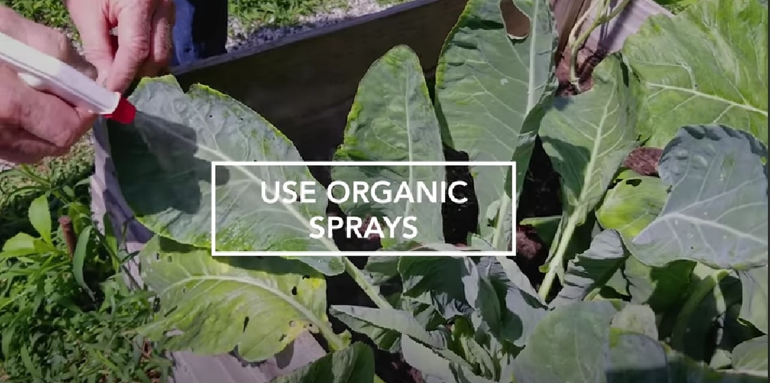 man sprays organic spray on plants