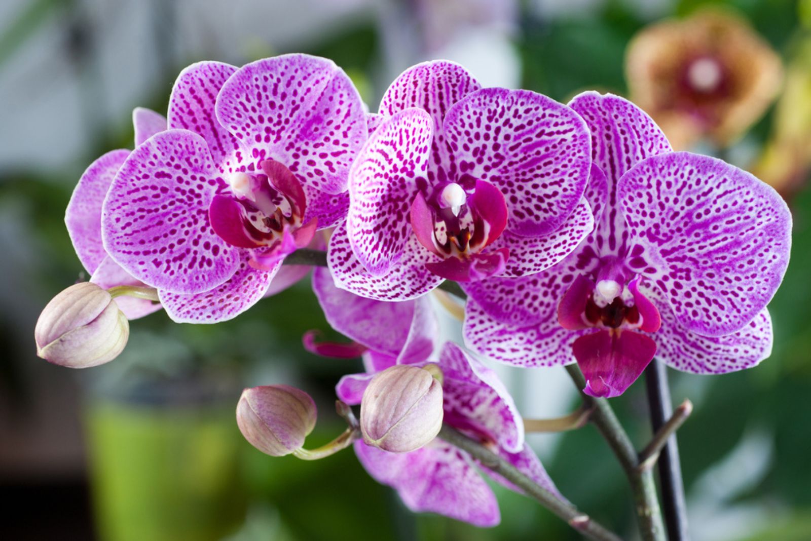 moth orchid