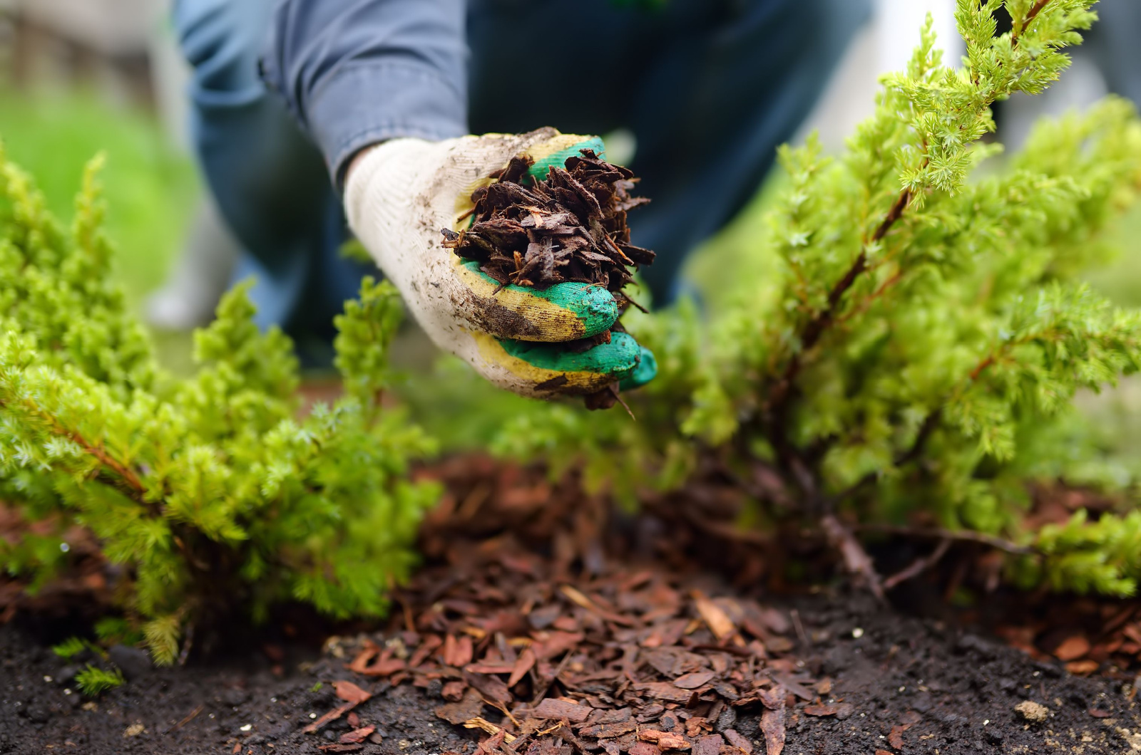 mulching the plants