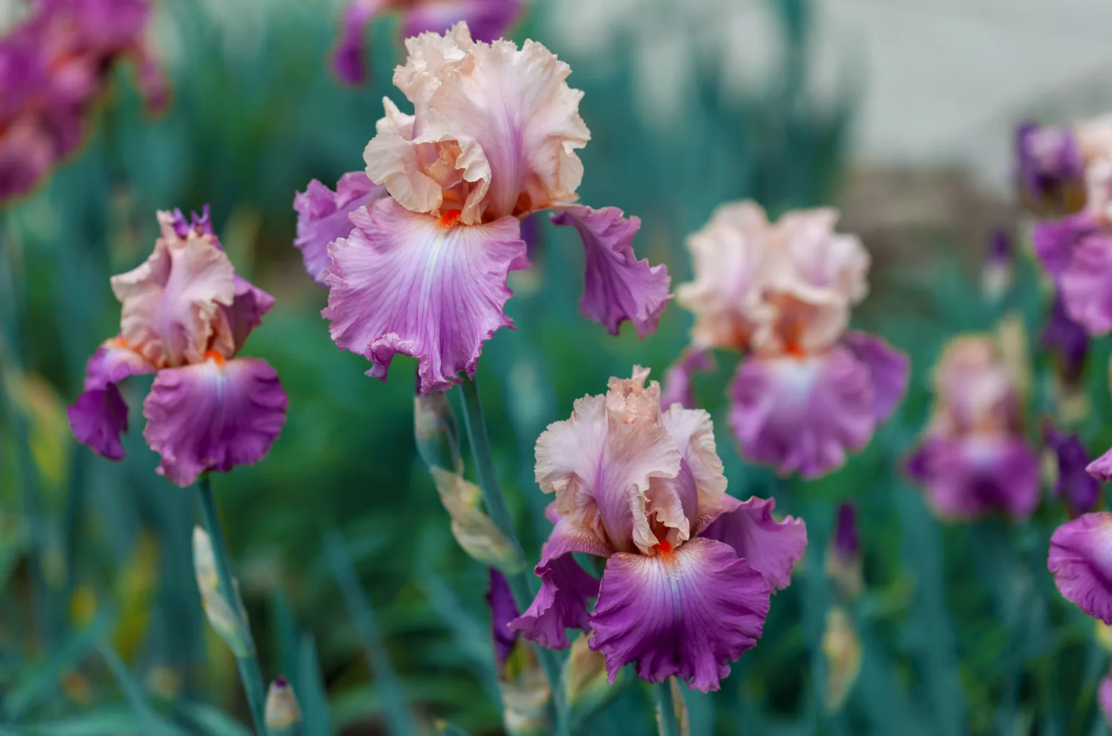 multicolored bearded iris plant