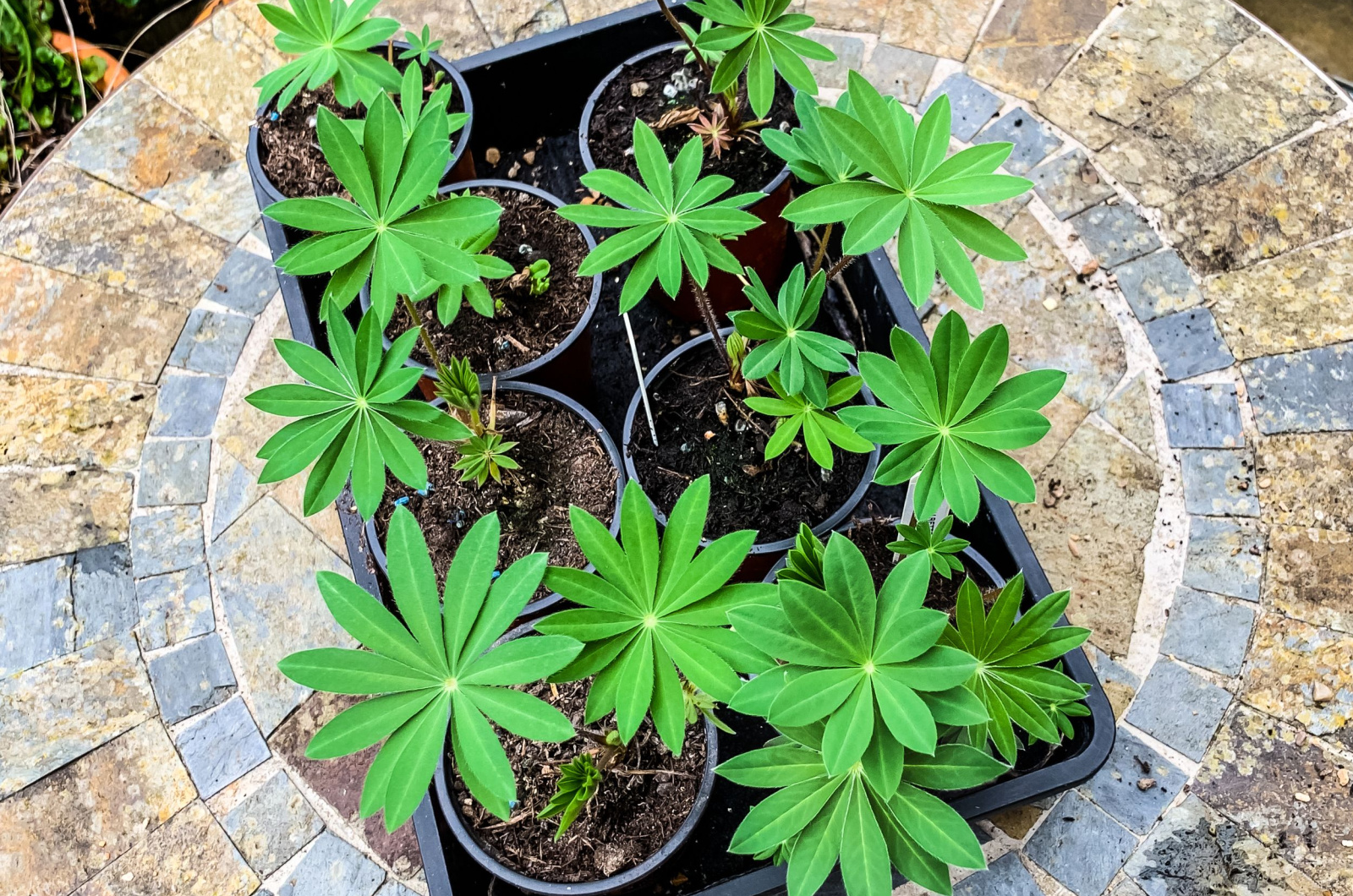 multiple lupines plants in containers