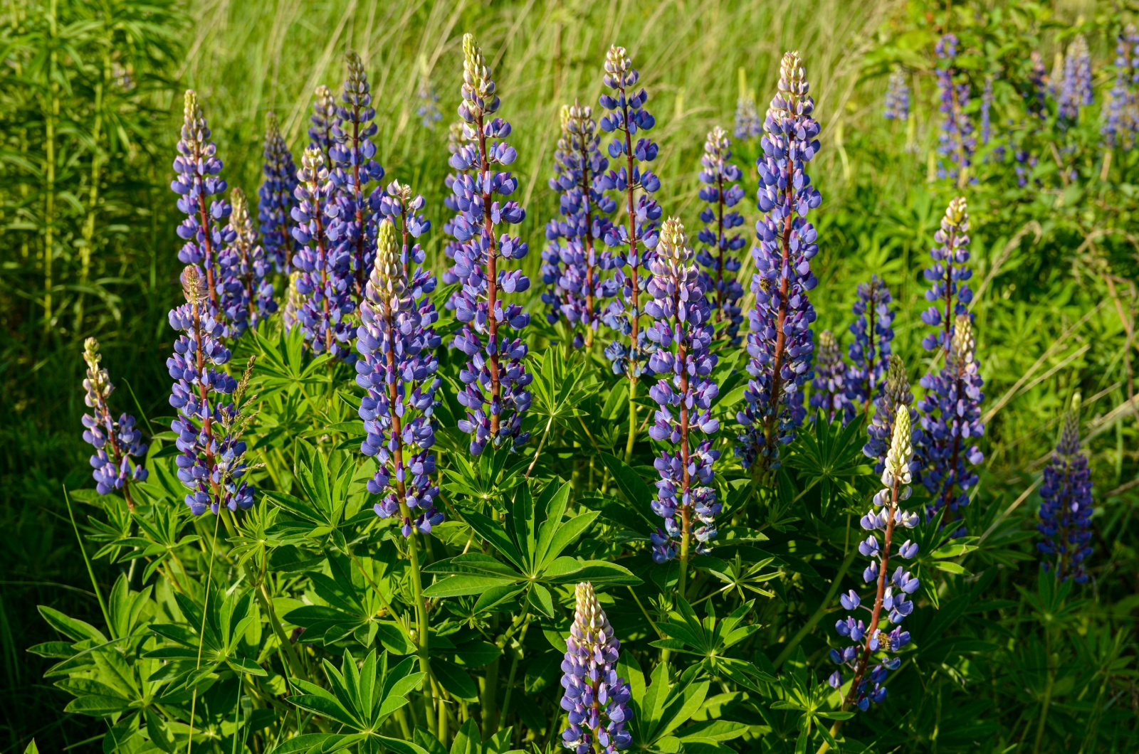 photo of blooming lupines