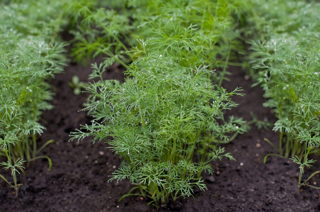 Is Planting Dill In The Ground Really A Good Idea?