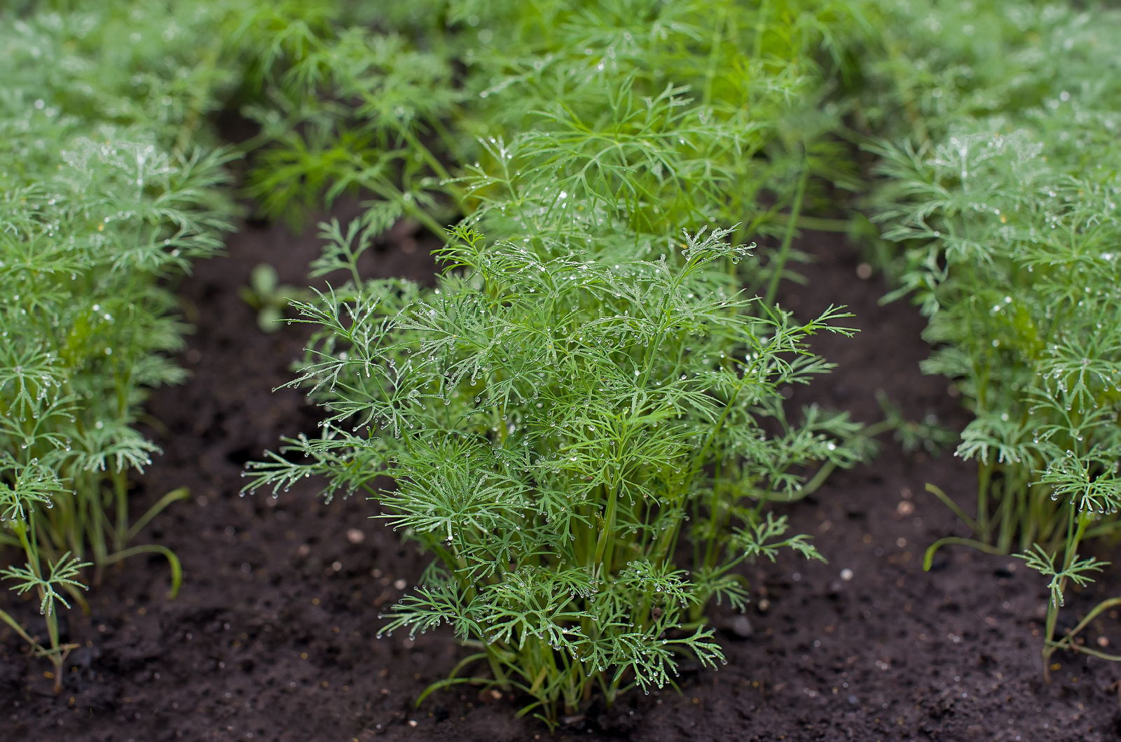 photo of dill planted in the ground