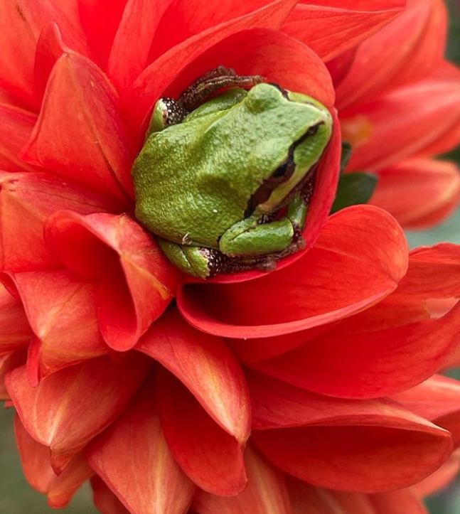 photo of frog on a red flower