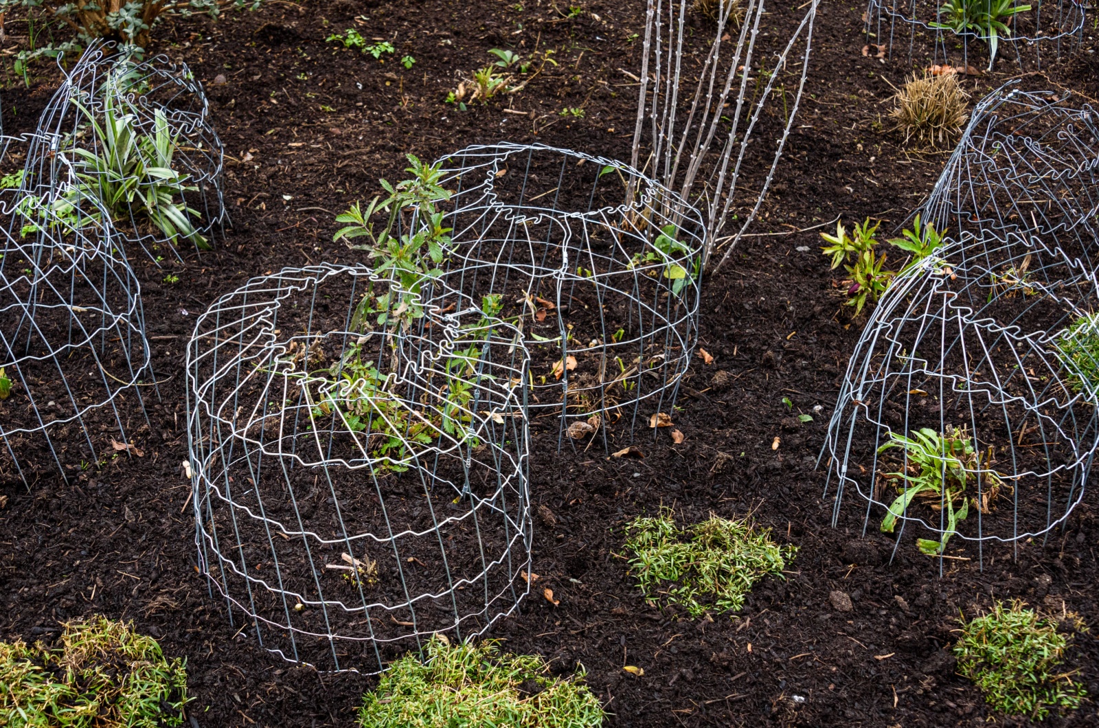 plants in wire cages