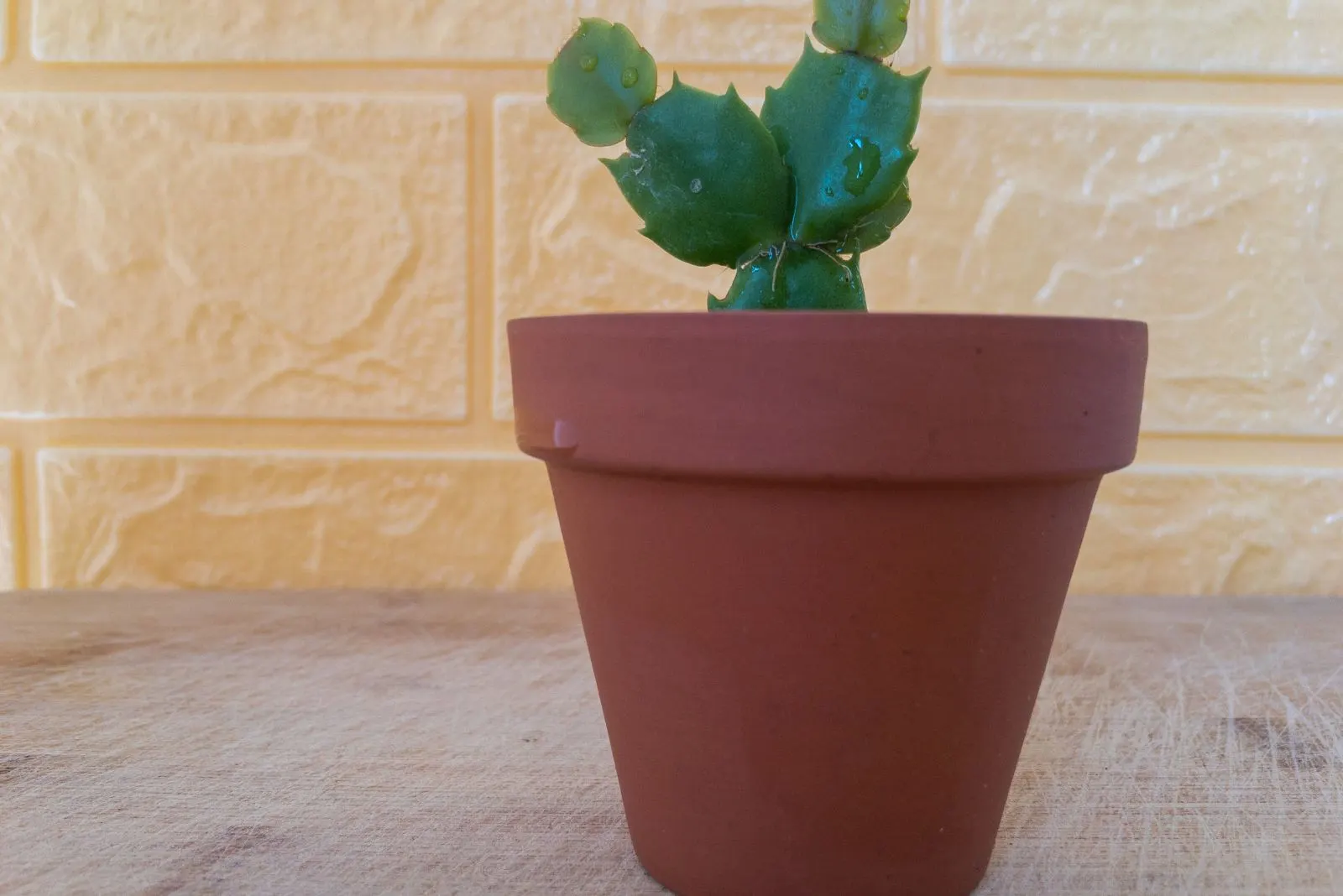 pruned Christmas cactus in a brown pot