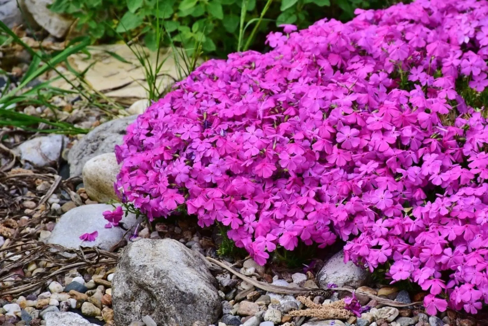 purple flowers in the rock garden