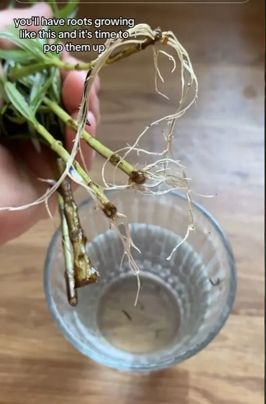 roots growing on the herb
