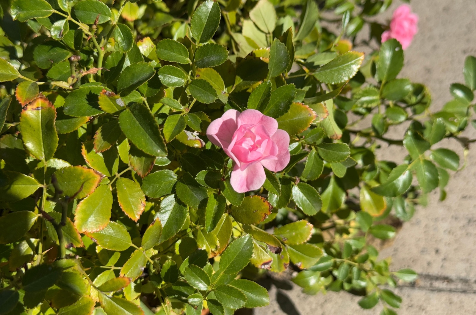 rose bush with yellow leaves