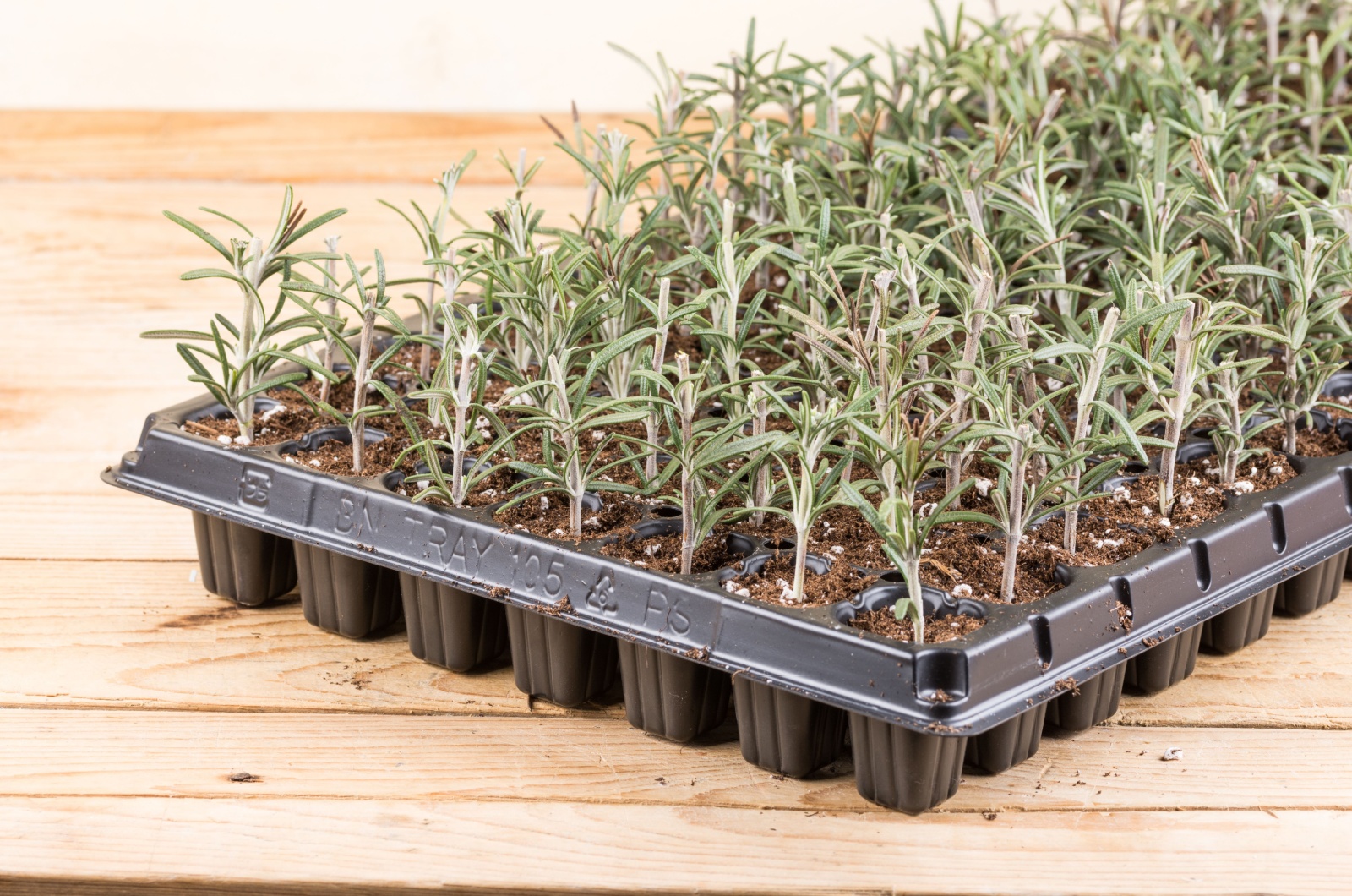 rosemary cuttings growing