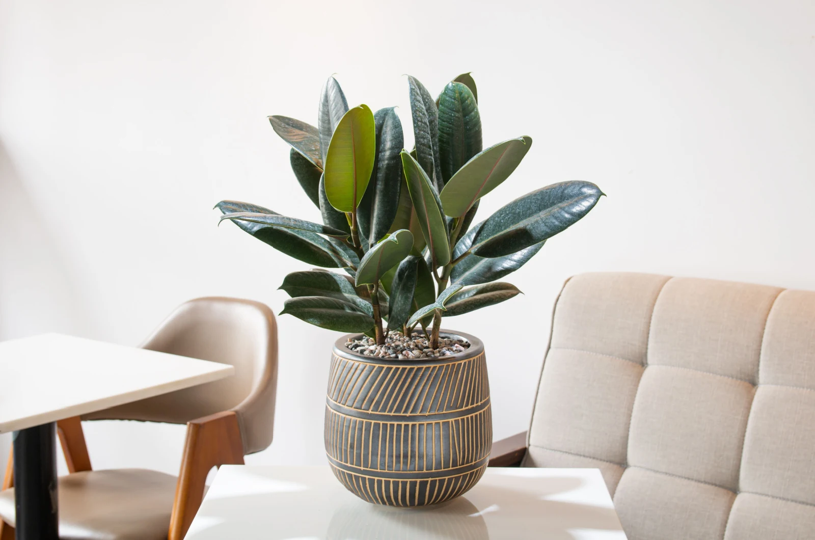 rubber plant in a pot on a white table