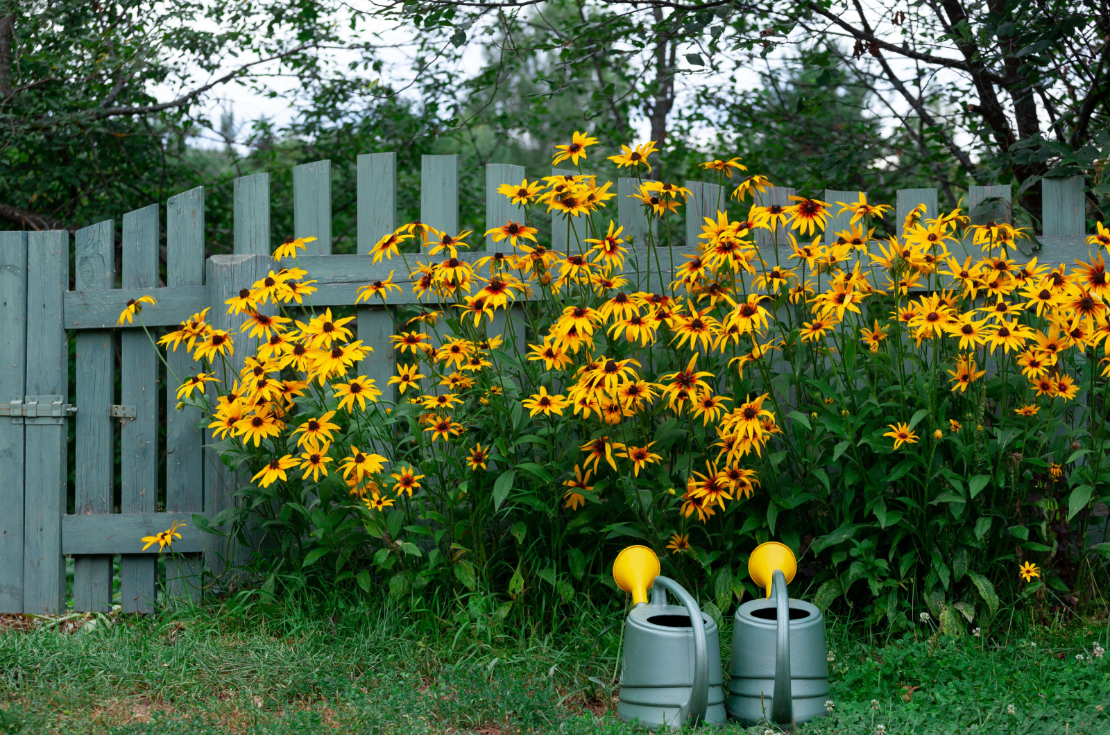 rudbeckia flowers and watering cans