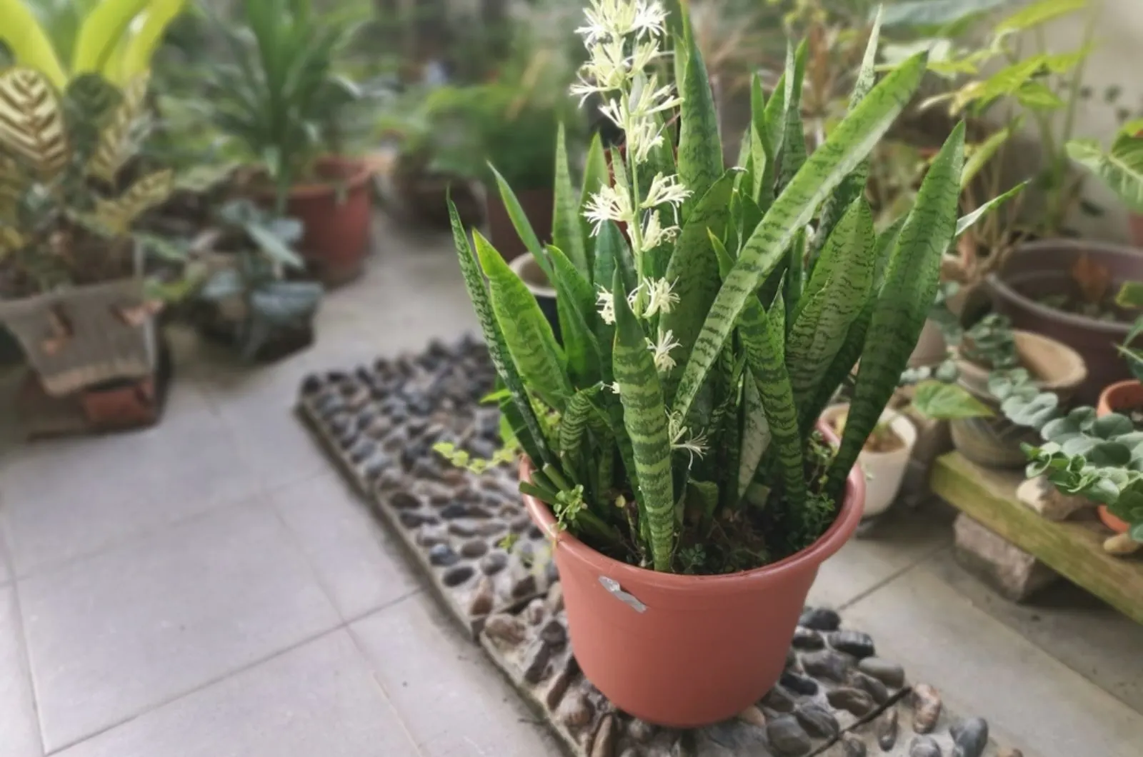 snake plant blooming