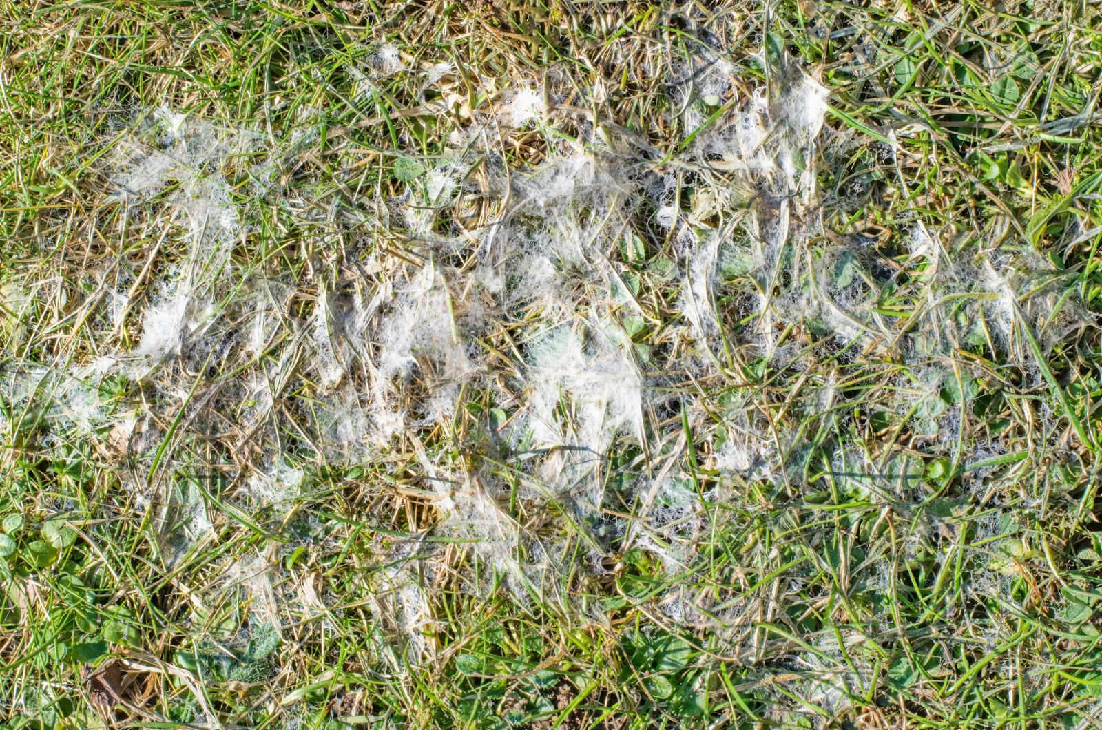 snow mold on grass