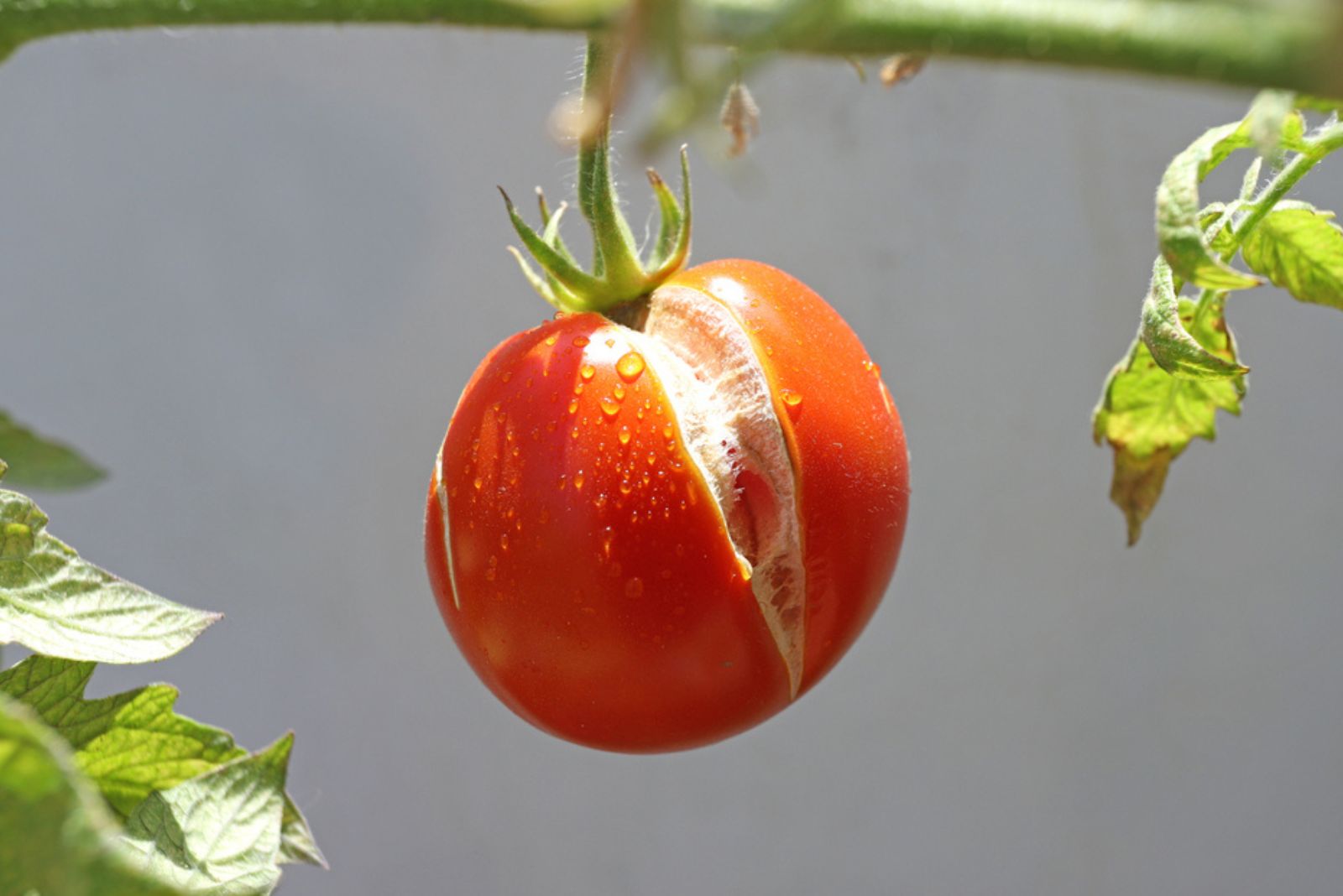 splitting tomato in sun