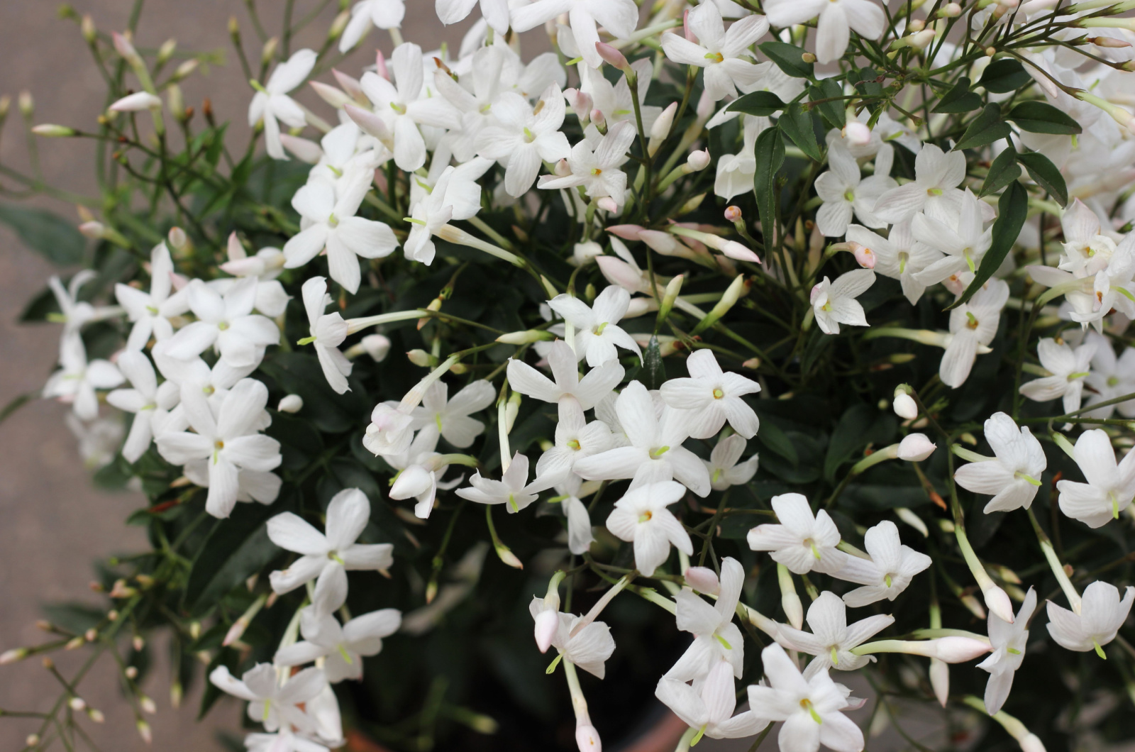 star jasmine in full bloom