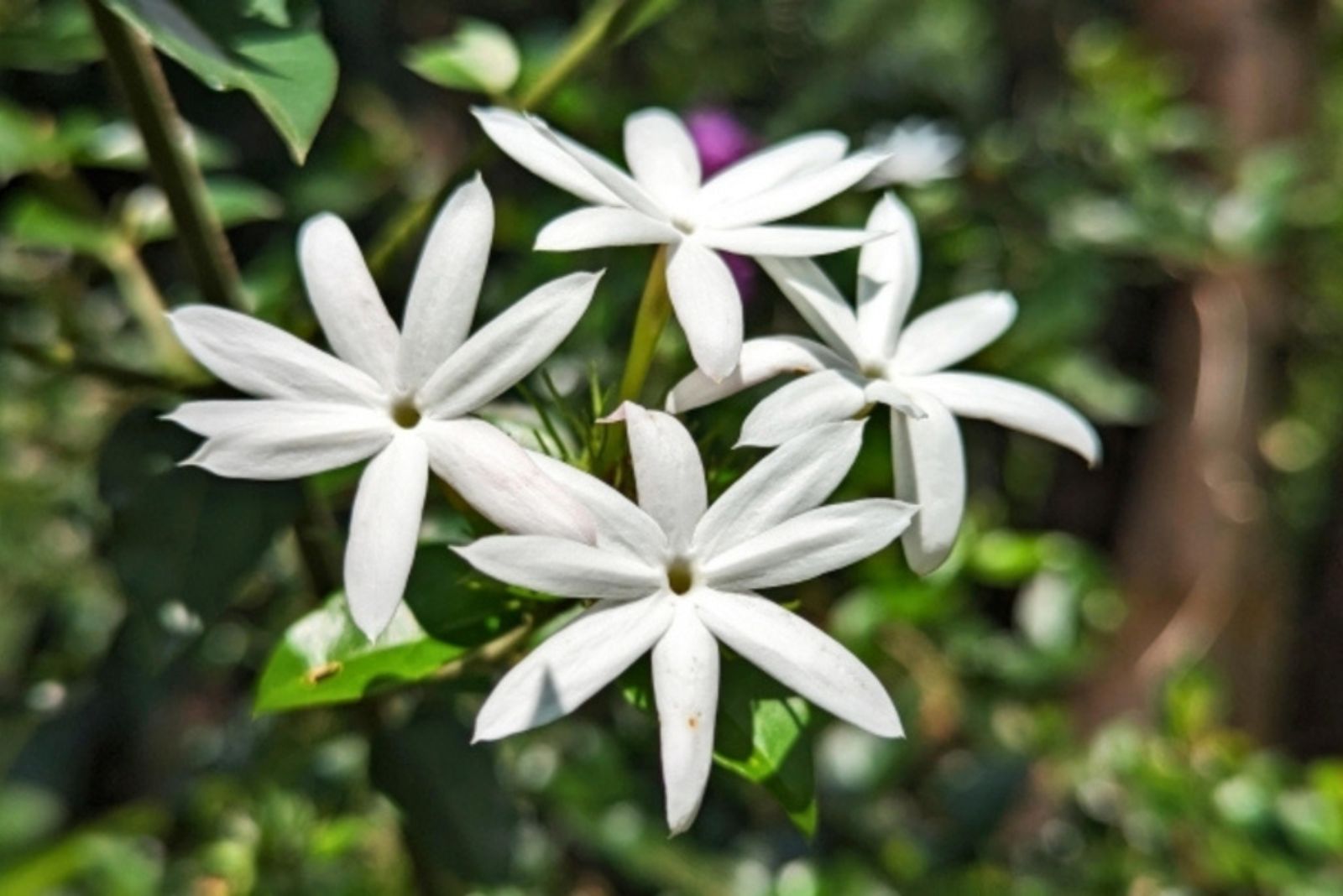 star jasmine