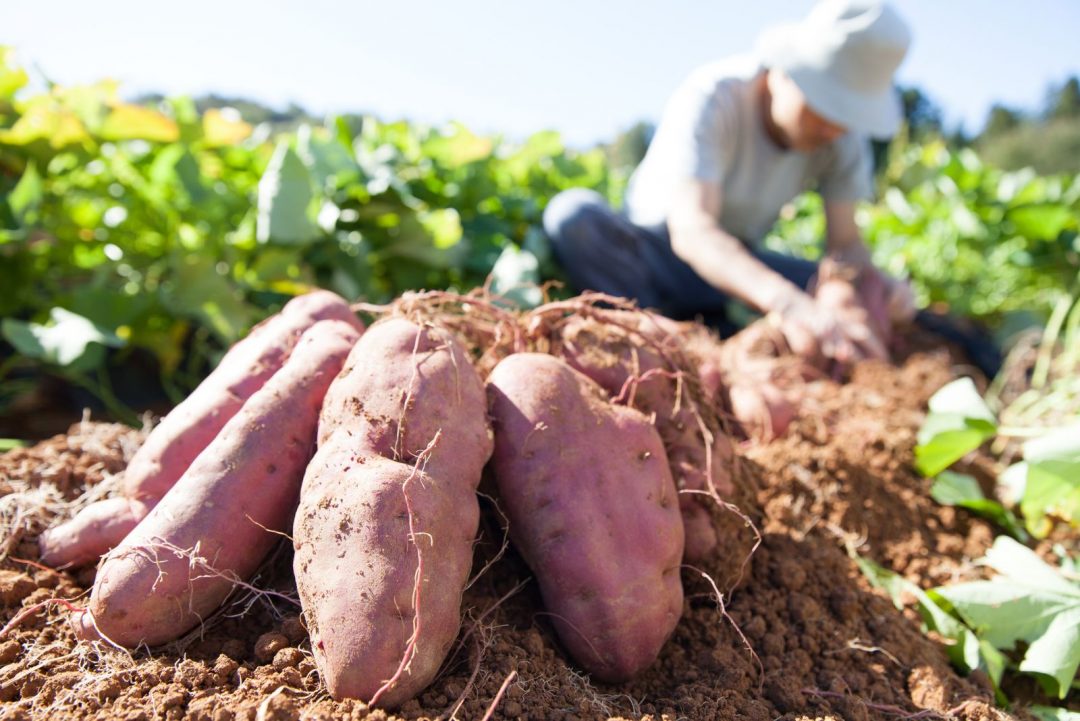 Top Tips For How And When To Harvest Sweet Potatoes